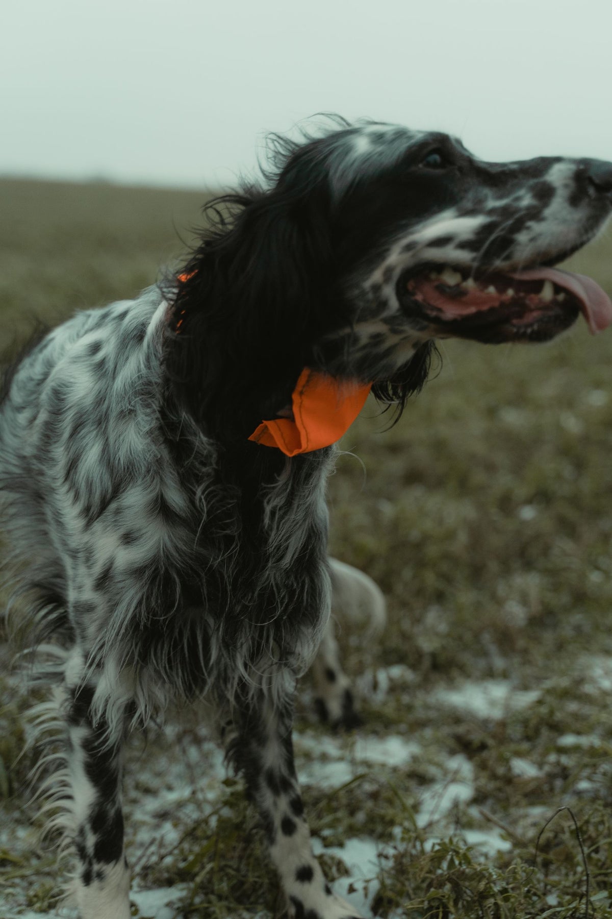 A long-coated spotted dog standing in a grassy field