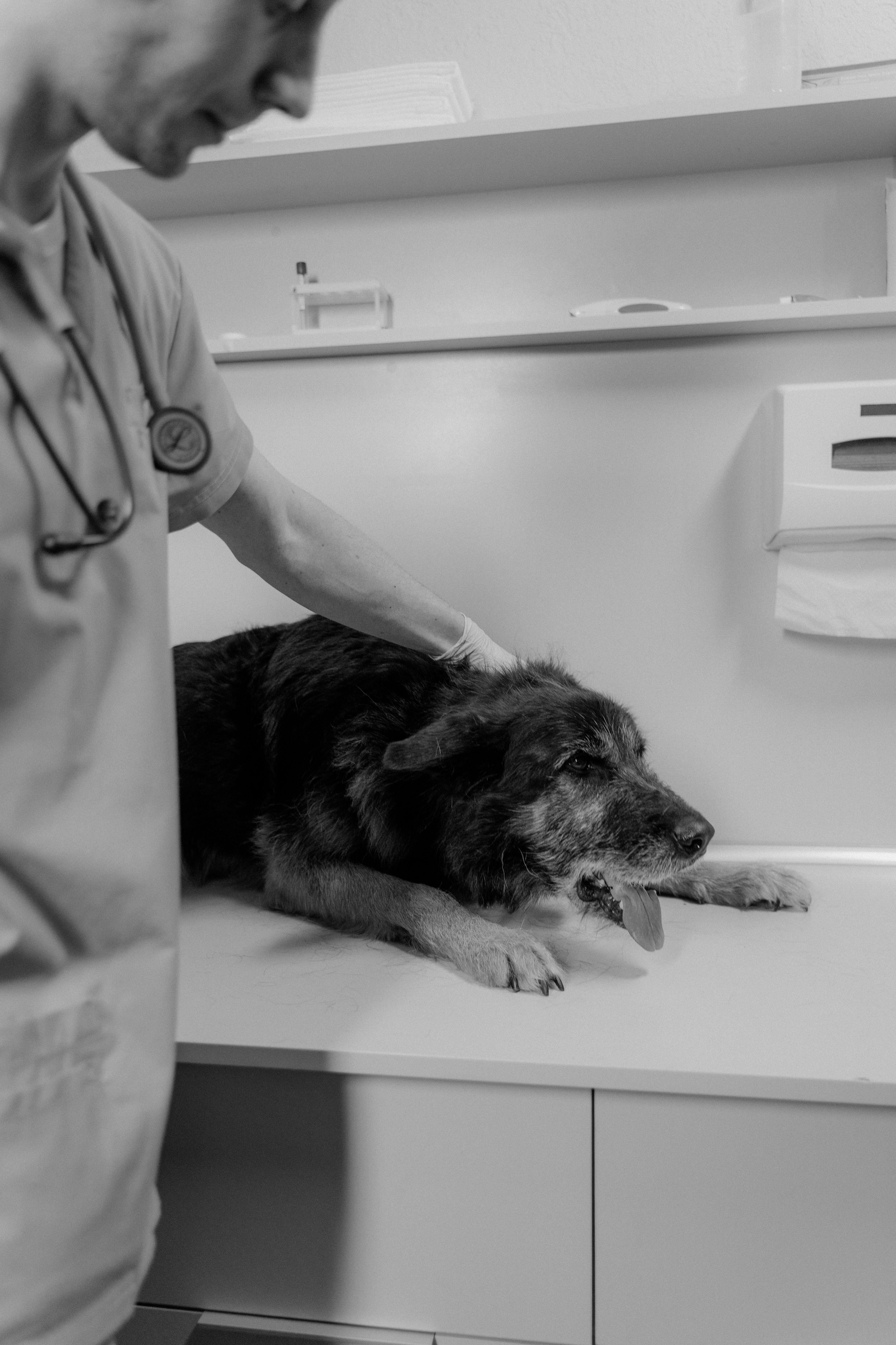 A veterinarian gently examining a dog during a clinic visit
