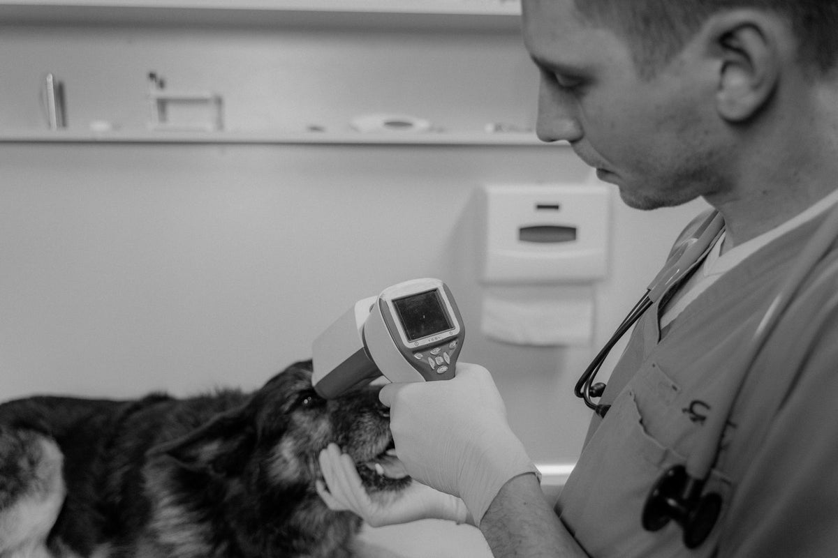 A veterinarian examining a dog's eyes with a diagnostic tool