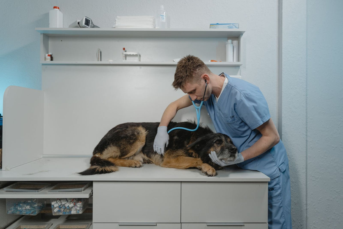 A veterinarian listening to a dog's chest with a stethoscope on an exam table