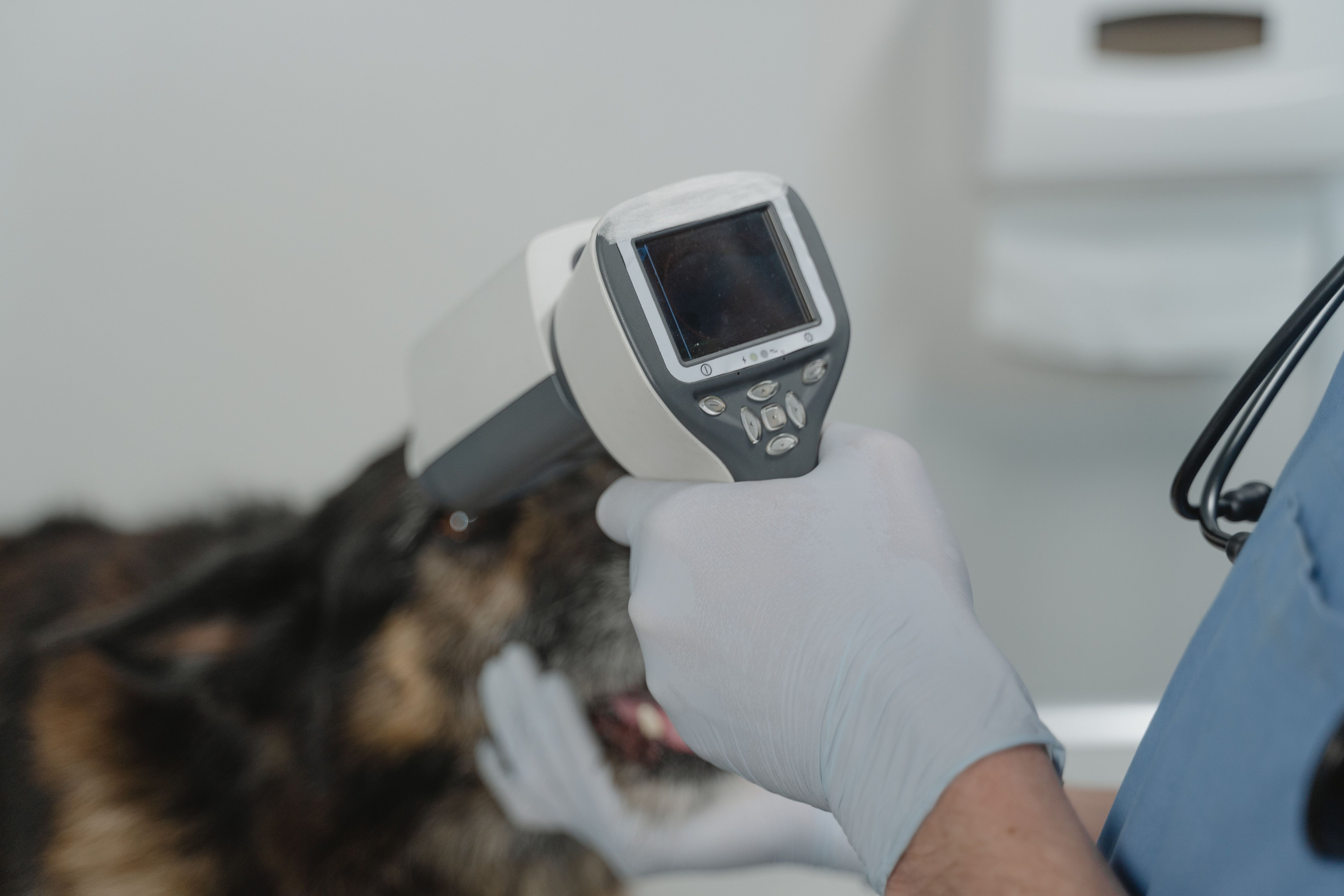 A veterinarian caring for a dog during a clinic examination