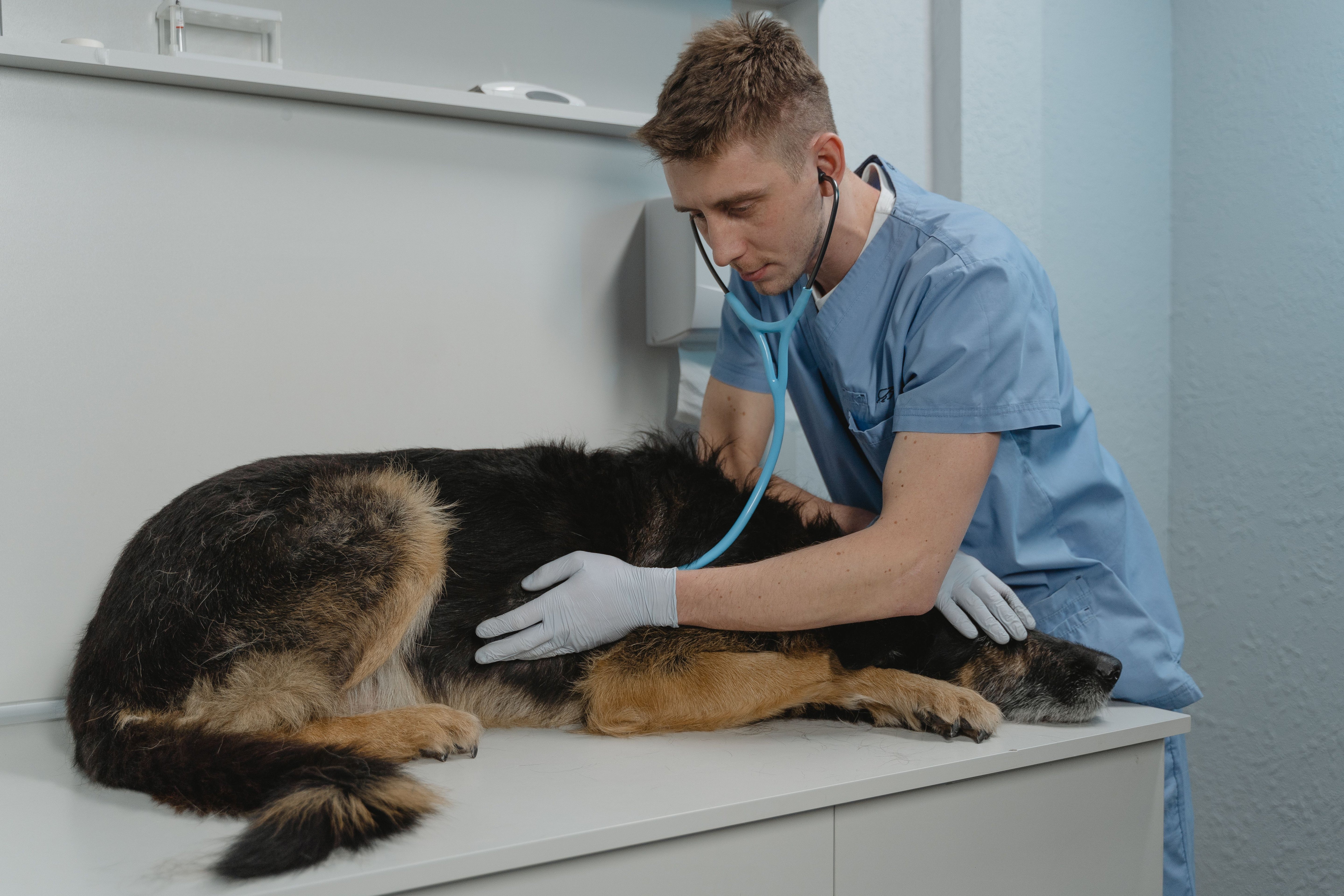 Veterinarian in blue scrubs listening to a dog's chest with a stethoscope on an examination table