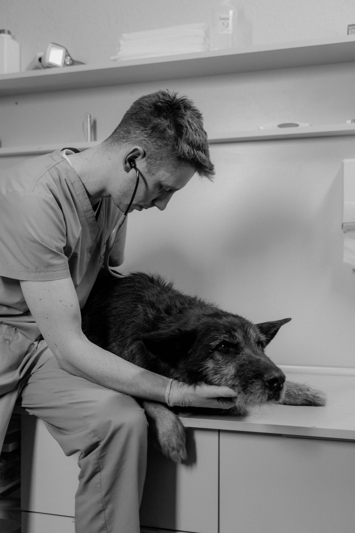 A calm cat being gently examined and held during a veterinary visit