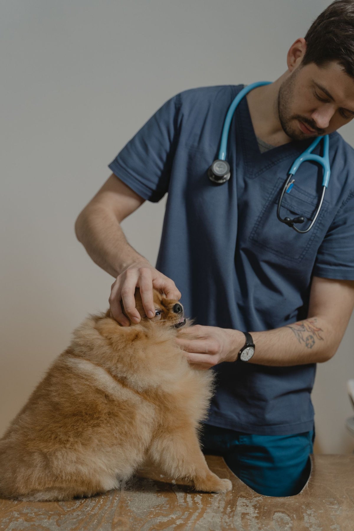 A veterinarian in scrubs examining a small dog on a table.