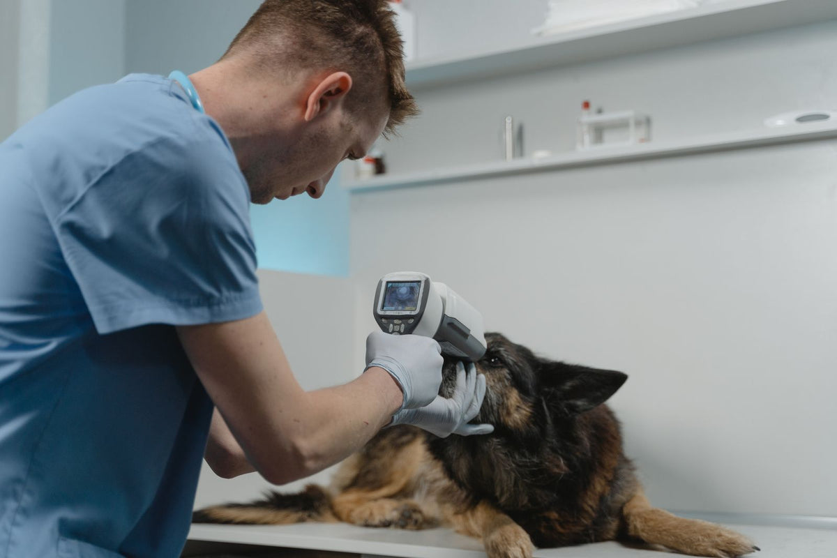 A veterinarian checking a dog's eye with medical equipment