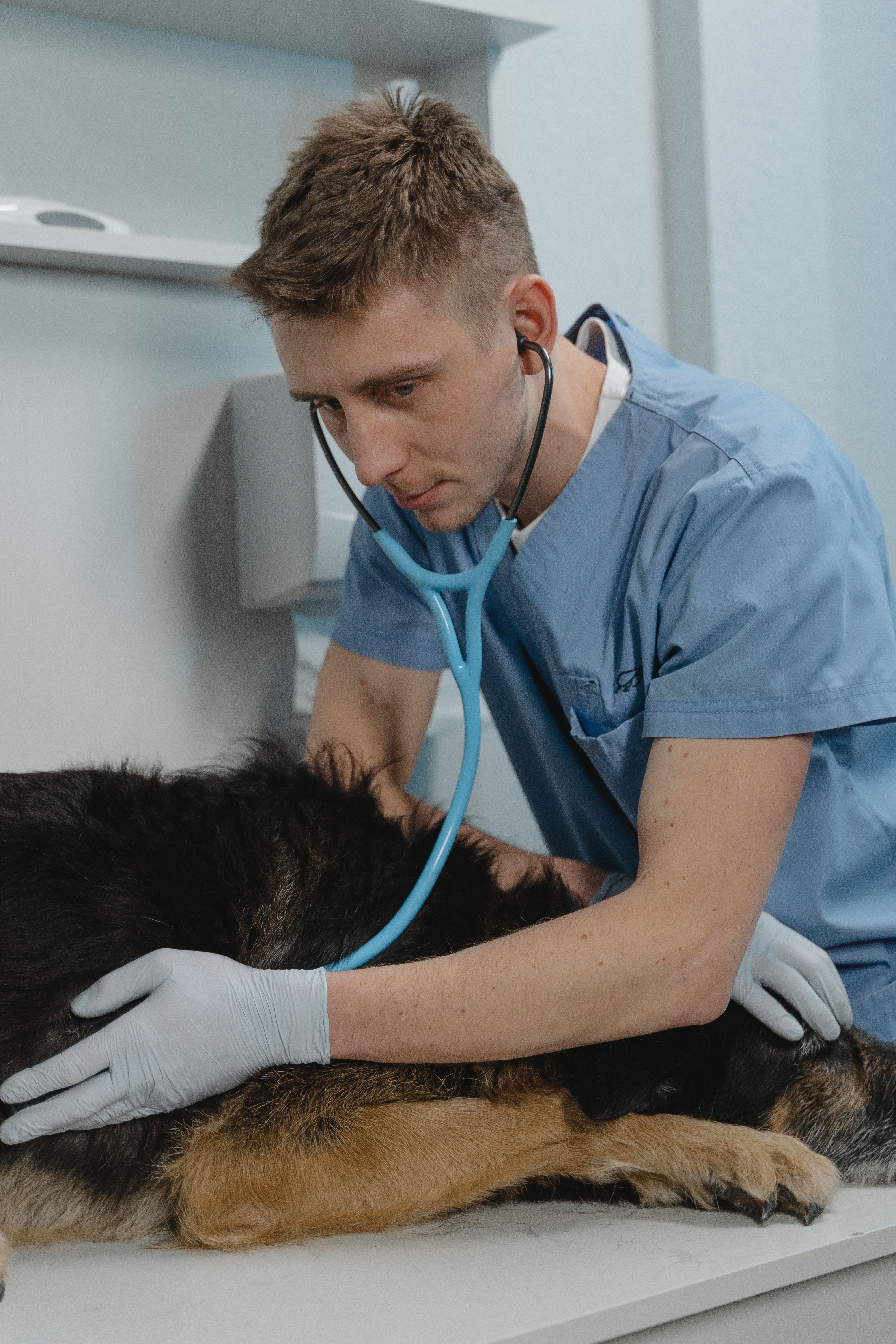 Veterinarian in blue scrubs examining a dog with a stethoscope