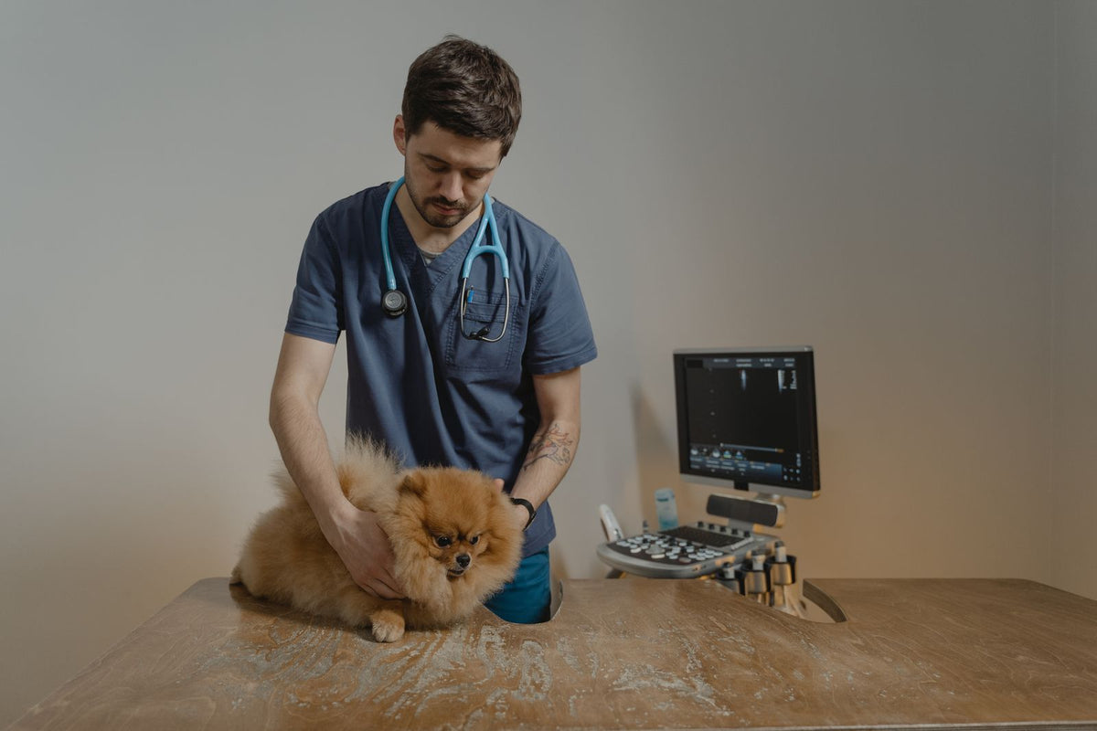 A veterinarian gently examining a Pomeranian beside an ultrasound machine