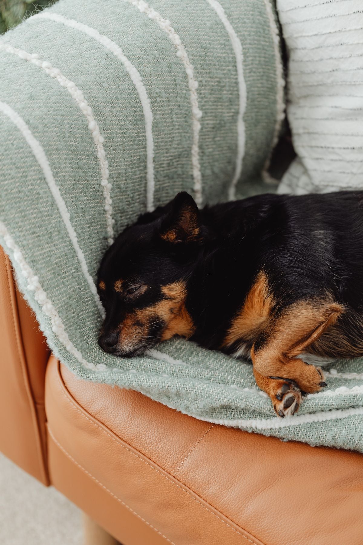 A small dog resting calmly on a couch, illustrating monitoring a pet at home after vomiting