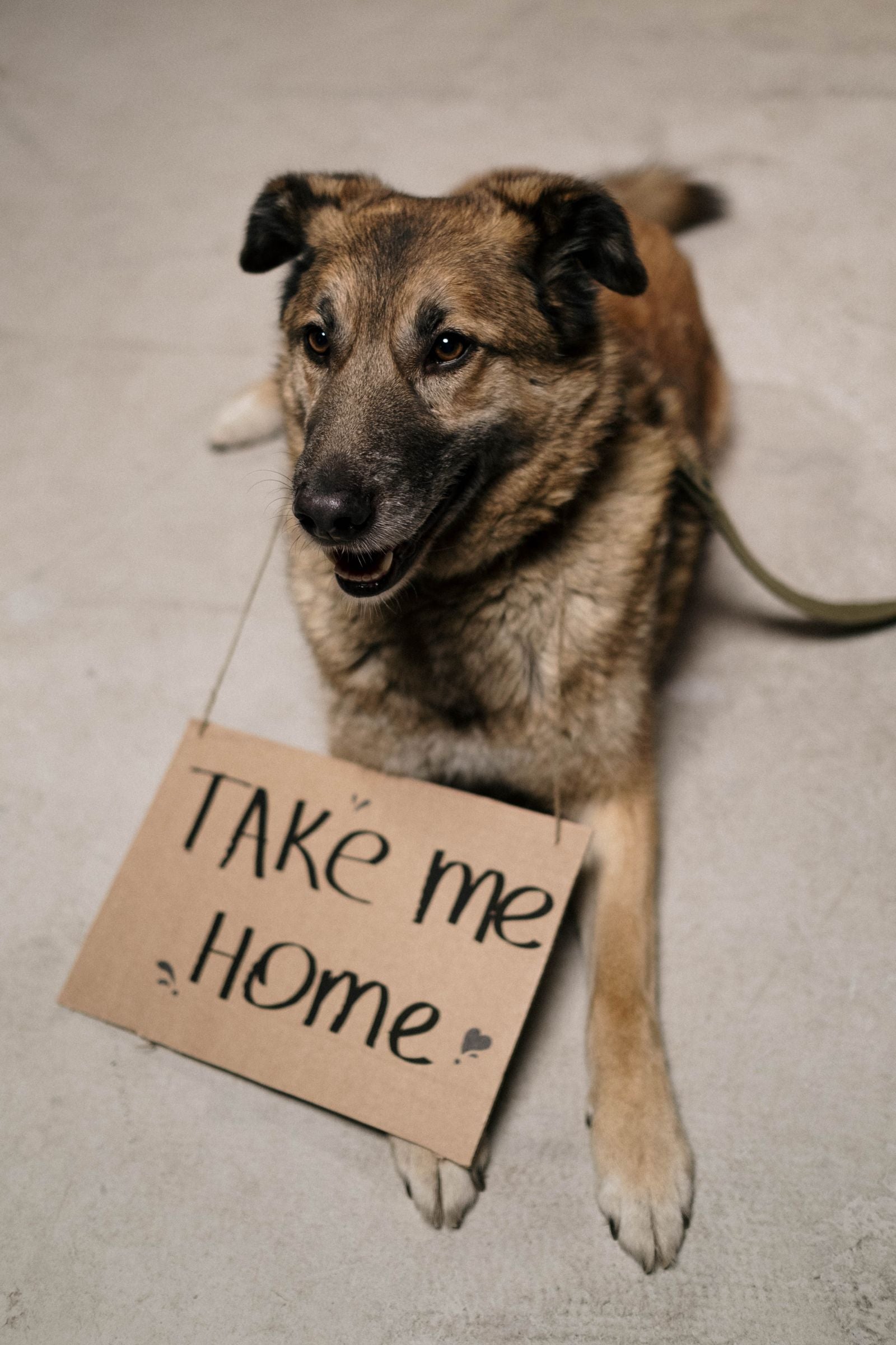 Stray dog sitting beside a cardboard sign, waiting to be reunited with a family