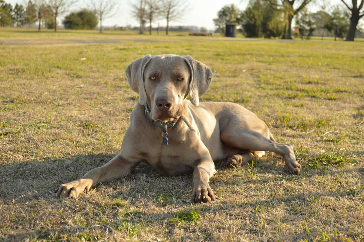 A dog resting in a grassy field where ticks are common