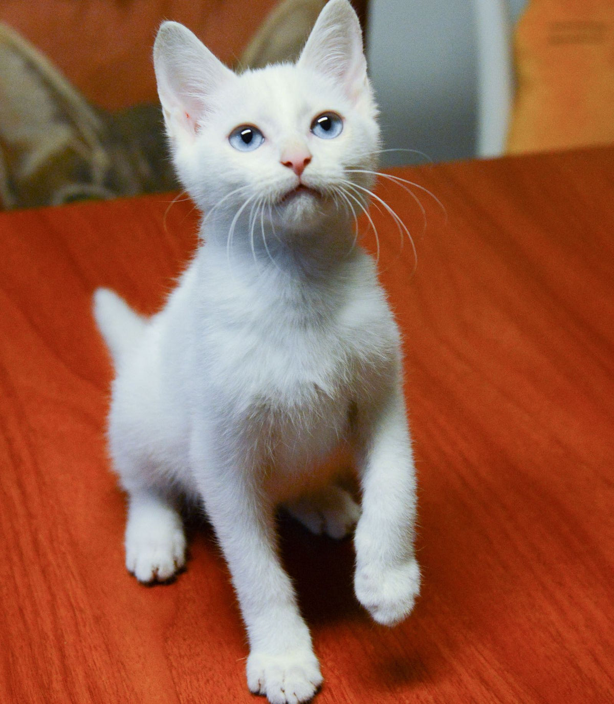 A small white kitten sitting alertly on a warm surface indoors