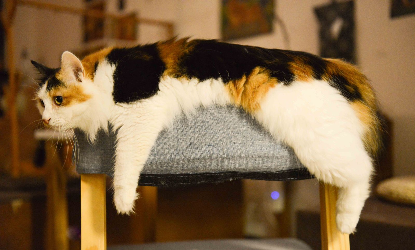 Calm calico cat resting comfortably on a stool indoors
