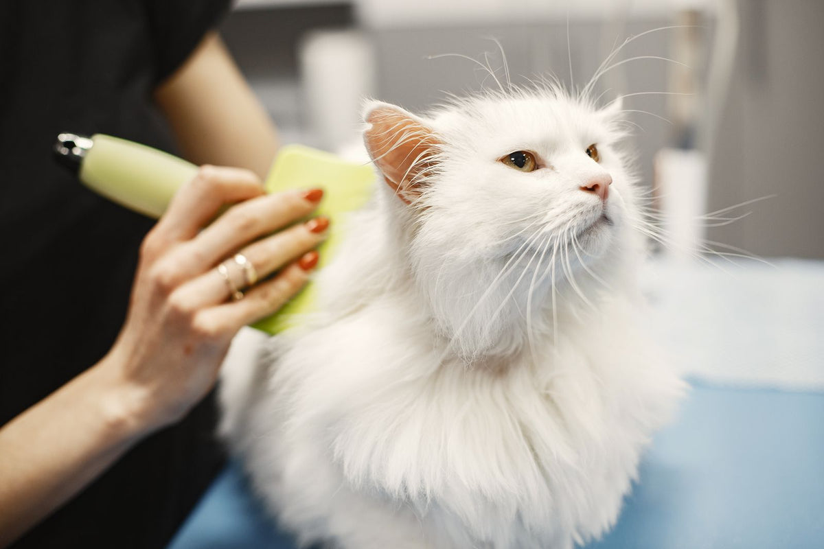 A person gently combing a long-haired cat to prevent mats