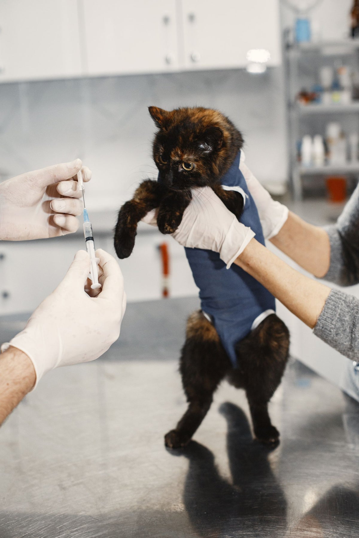 A cat being held gently during a veterinary checkup at the clinic