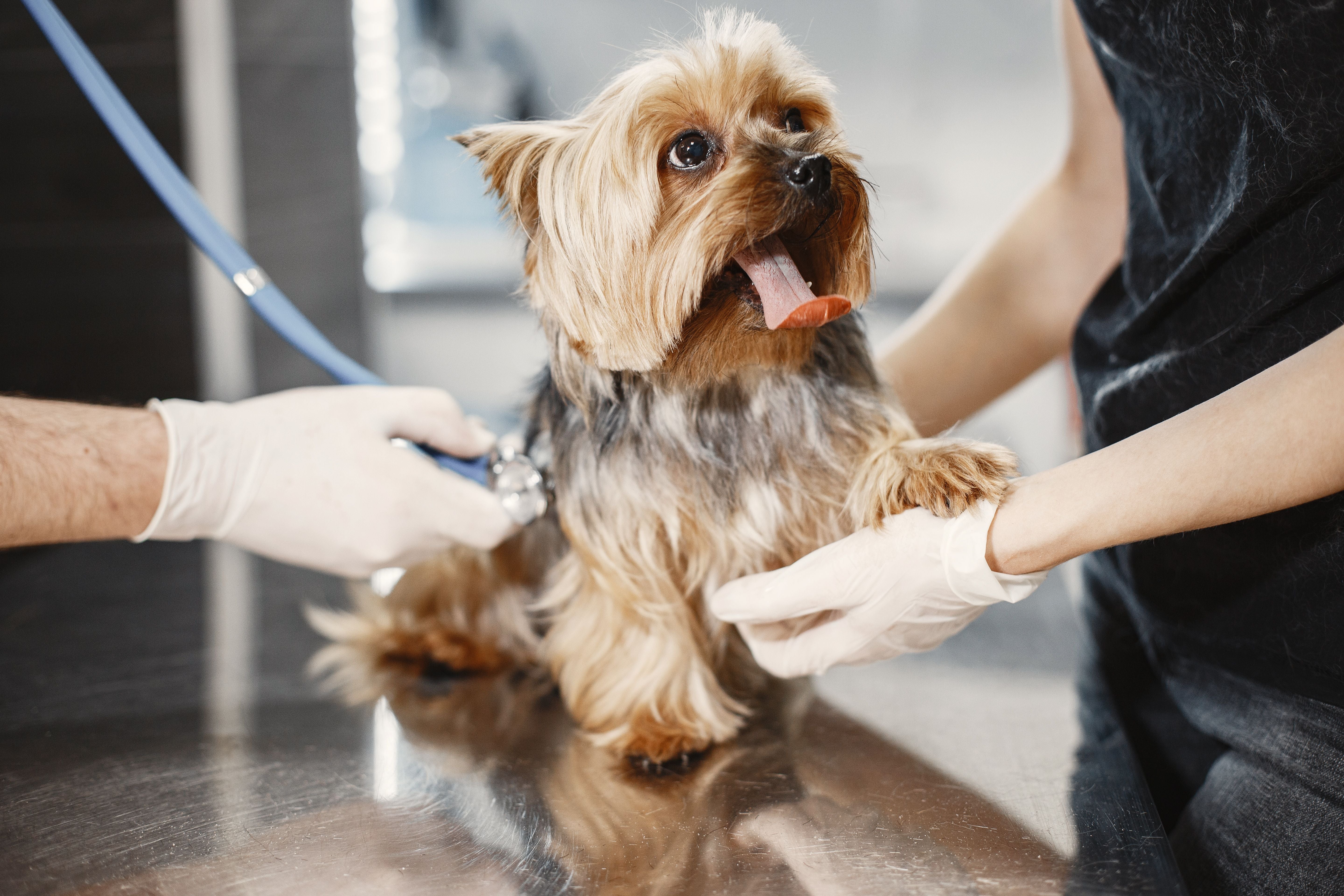 An adult dog resting while being monitored at home
