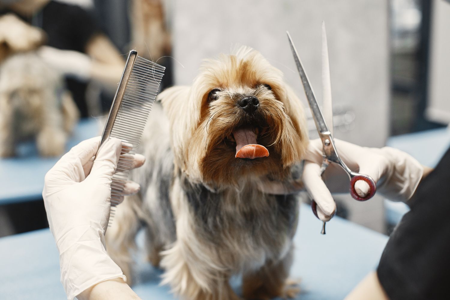 A dog being gently groomed at home, illustrating routine nail, ear, and eye care