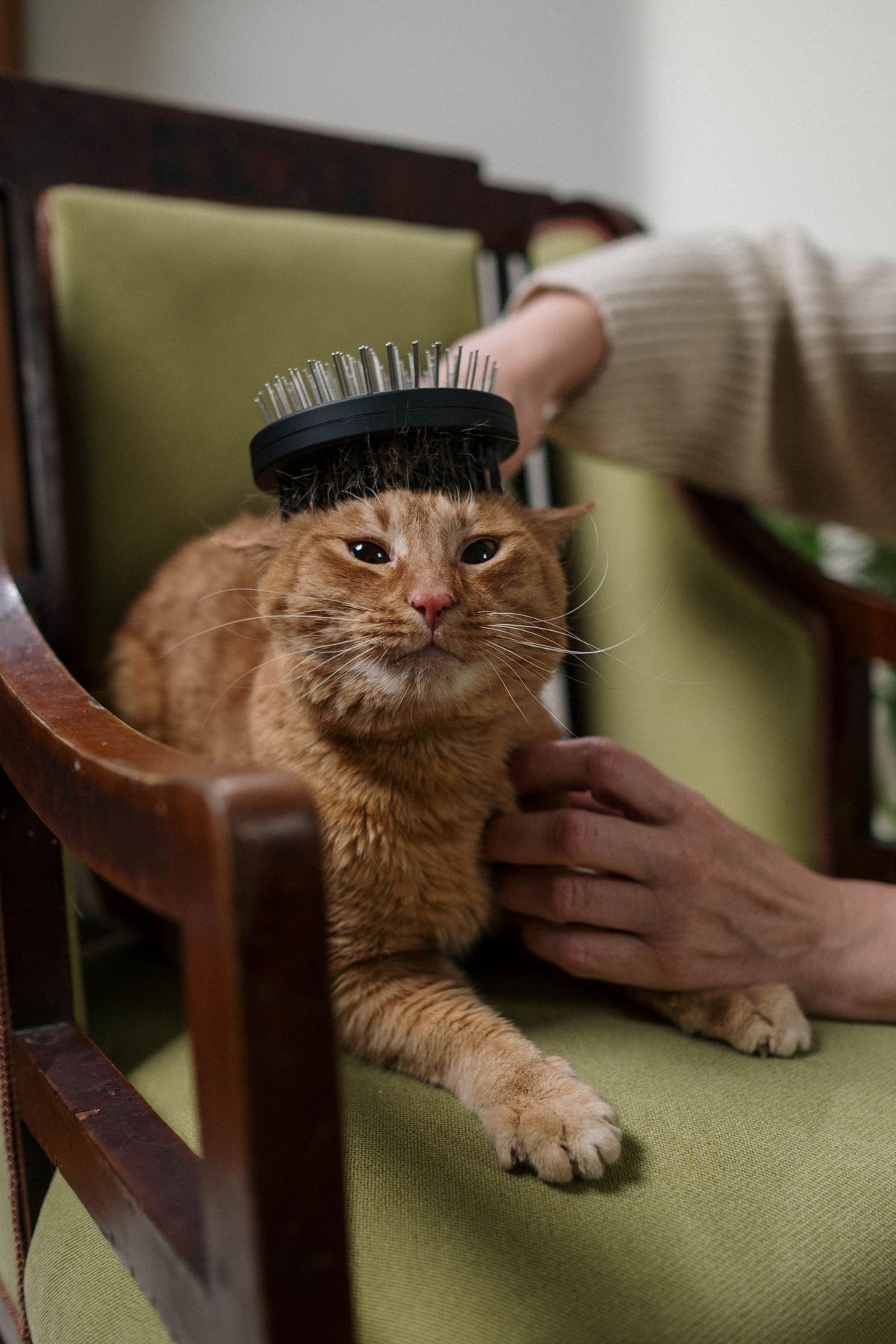 An orange tabby cat on a chair having its coat brushed