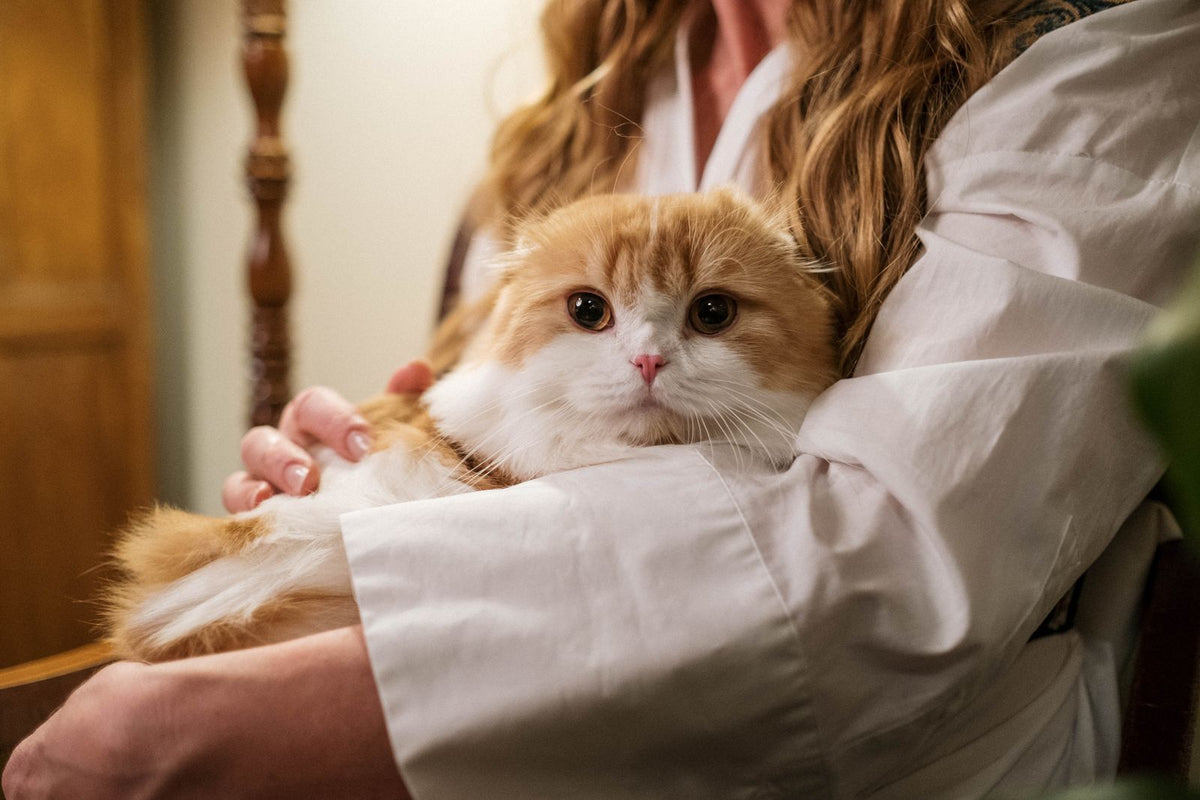 Fluffy orange and white long-haired cat being held and cuddled by its owner at home