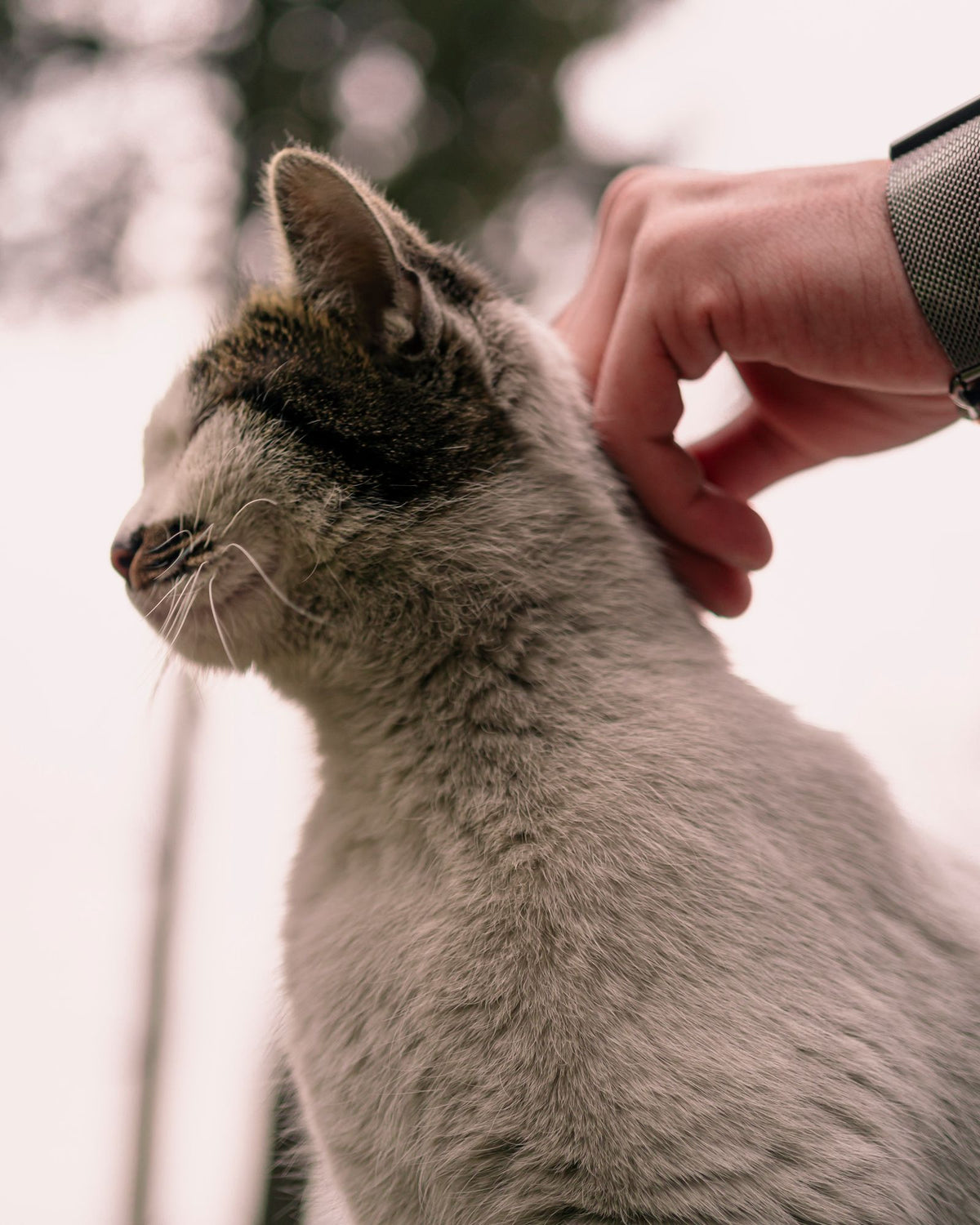 A gray and white cat leaning into a person's hand as it is petted