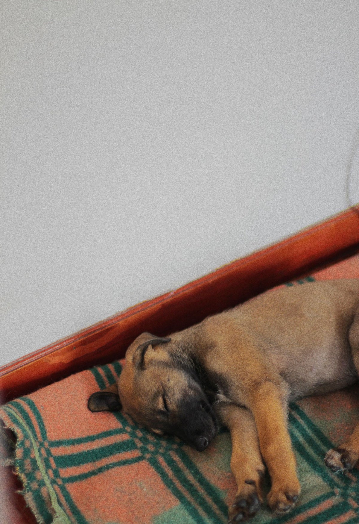 A young puppy sleeping on a soft checkered blanket