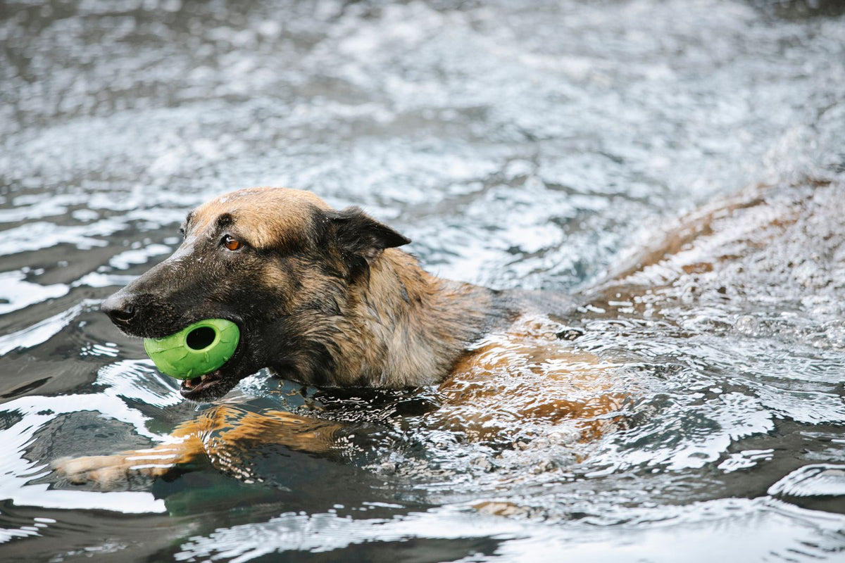 German Shepherd swimming through water carrying a green ball toy in its mouth