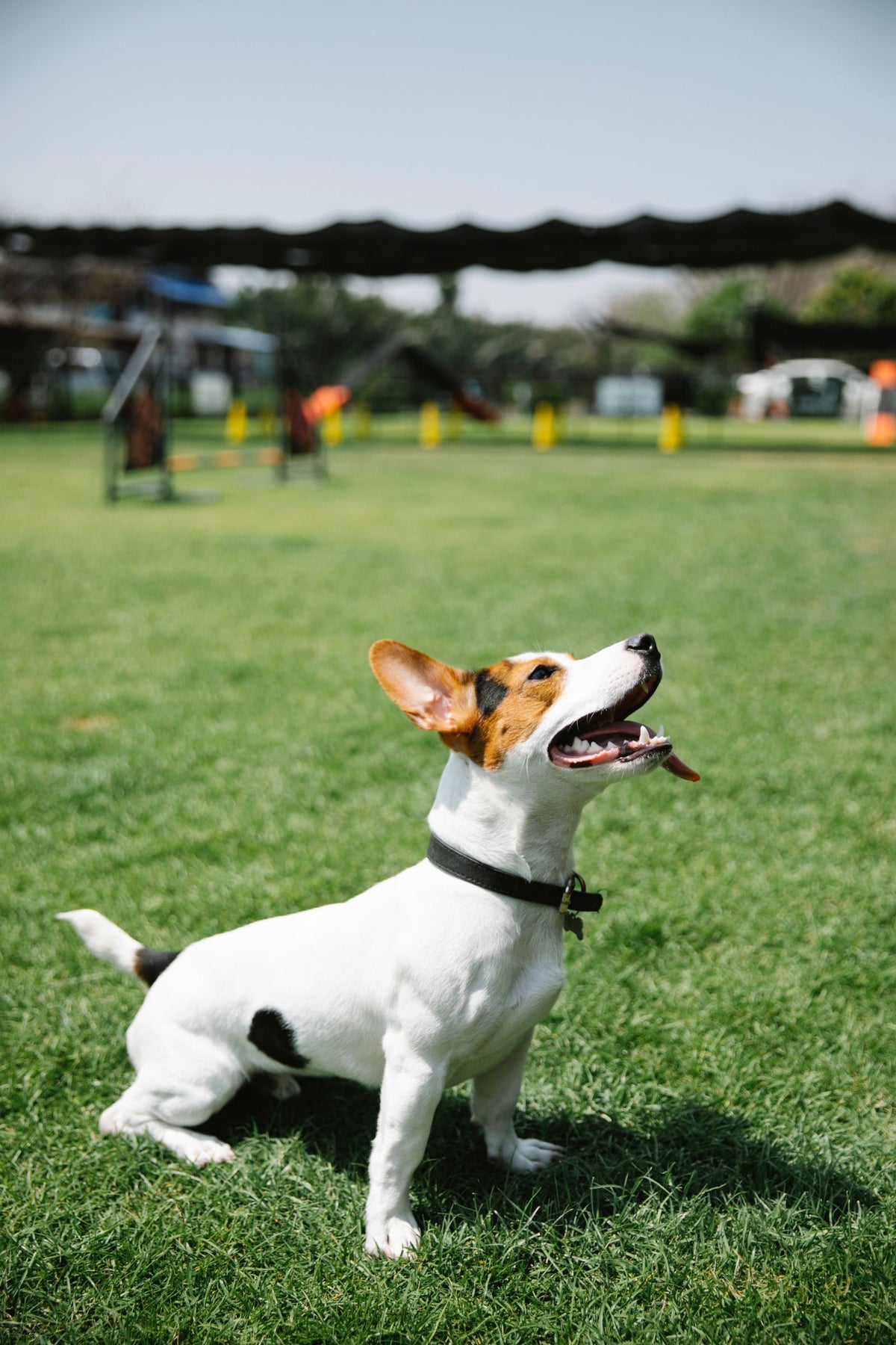 A Jack Russell terrier playing on green grass in an open field