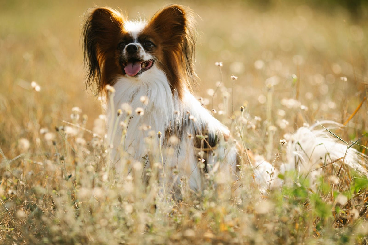 A small Papillon dog standing in a sunlit meadow of tall grass.