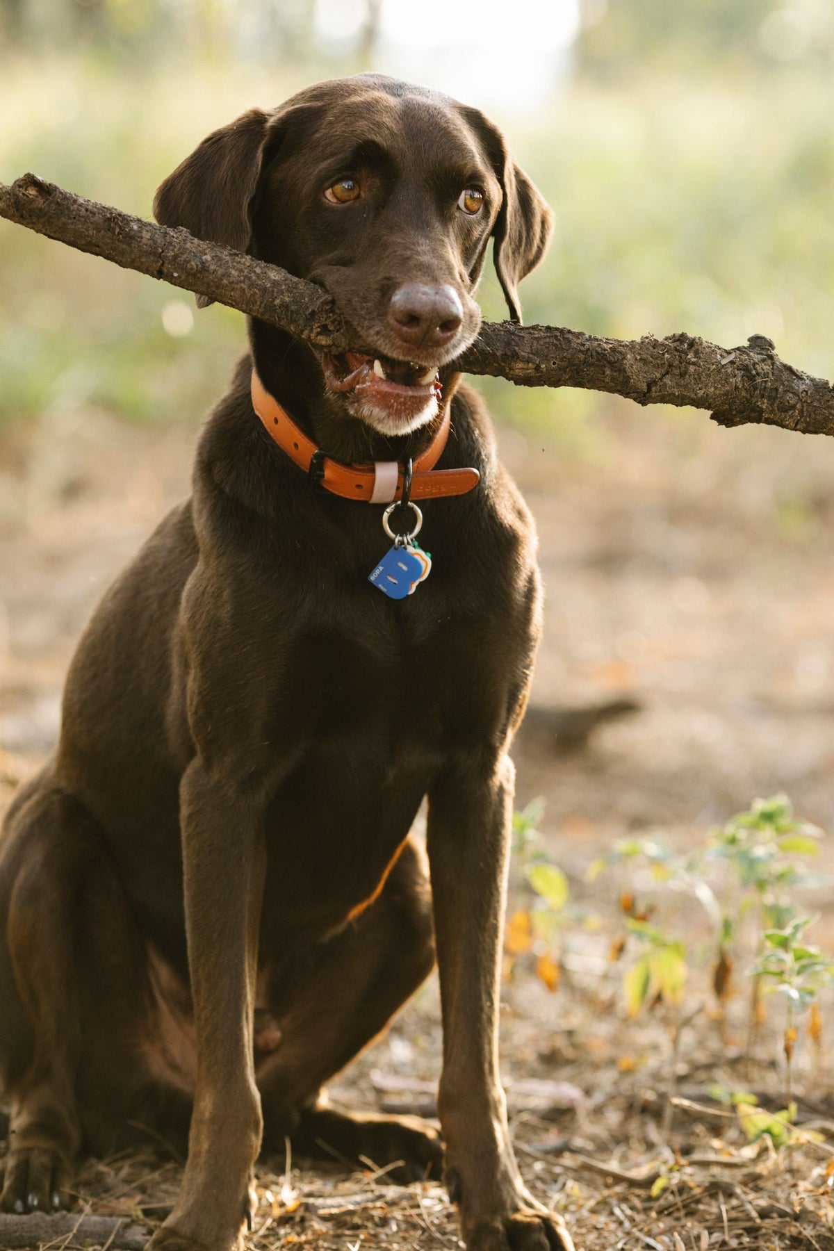 A chocolate Labrador retriever sitting outdoors holding a stick in its mouth