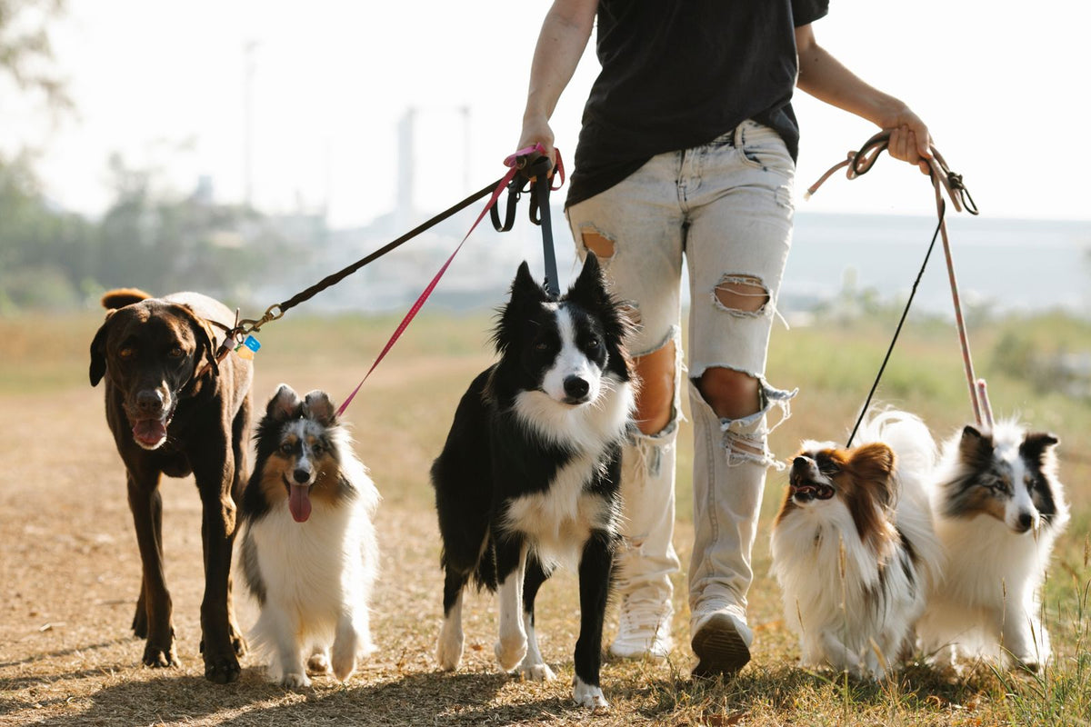 Dog walker leading a group of leashed dogs together along an outdoor path