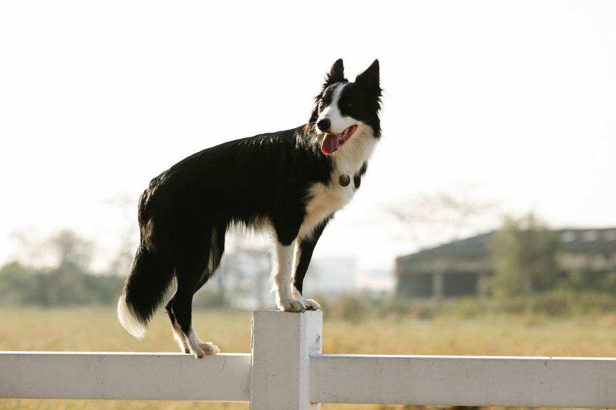 A black and white border collie dog leaping outdoors with its tail raised