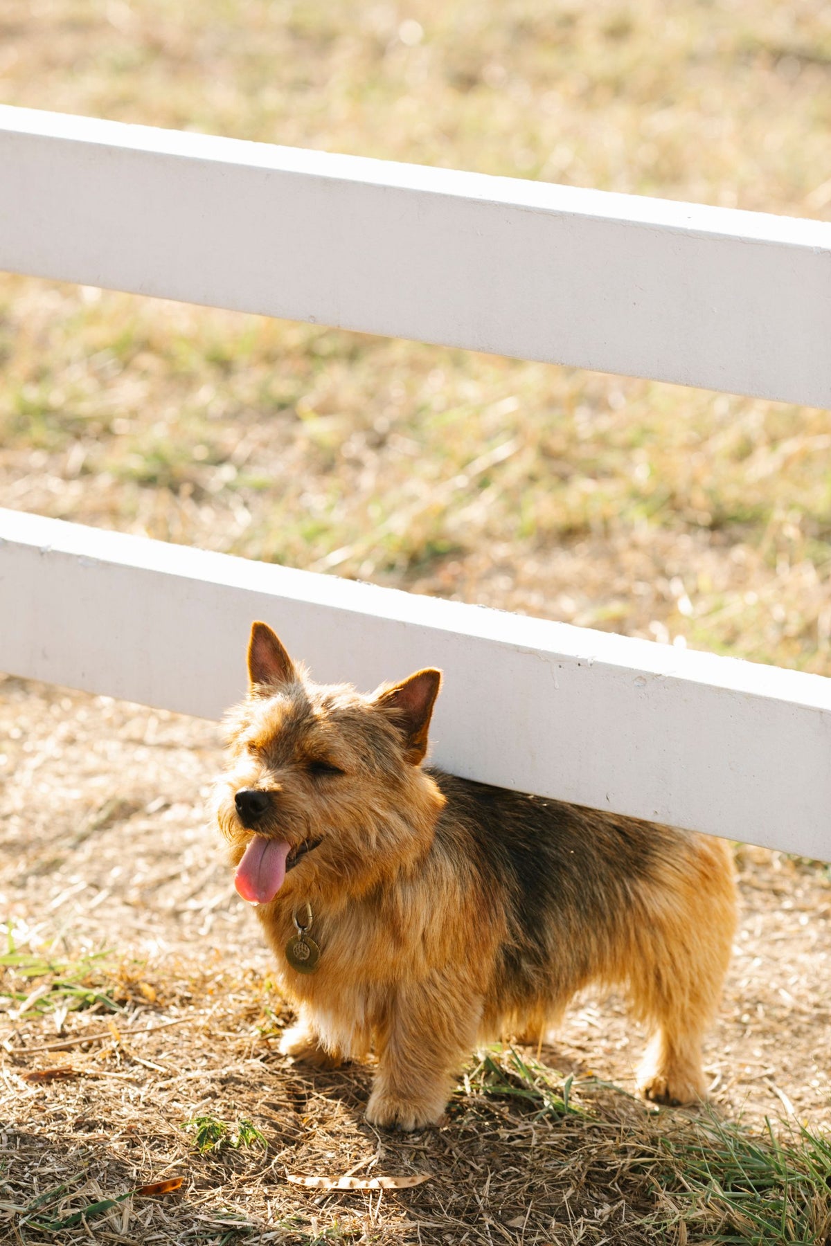 A small terrier standing on dry grass beside a white wooden fence outdoors