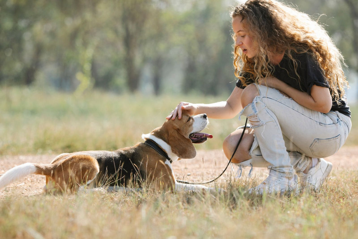 A woman kneeling beside a beagle-type dog on a leash in a grassy field.