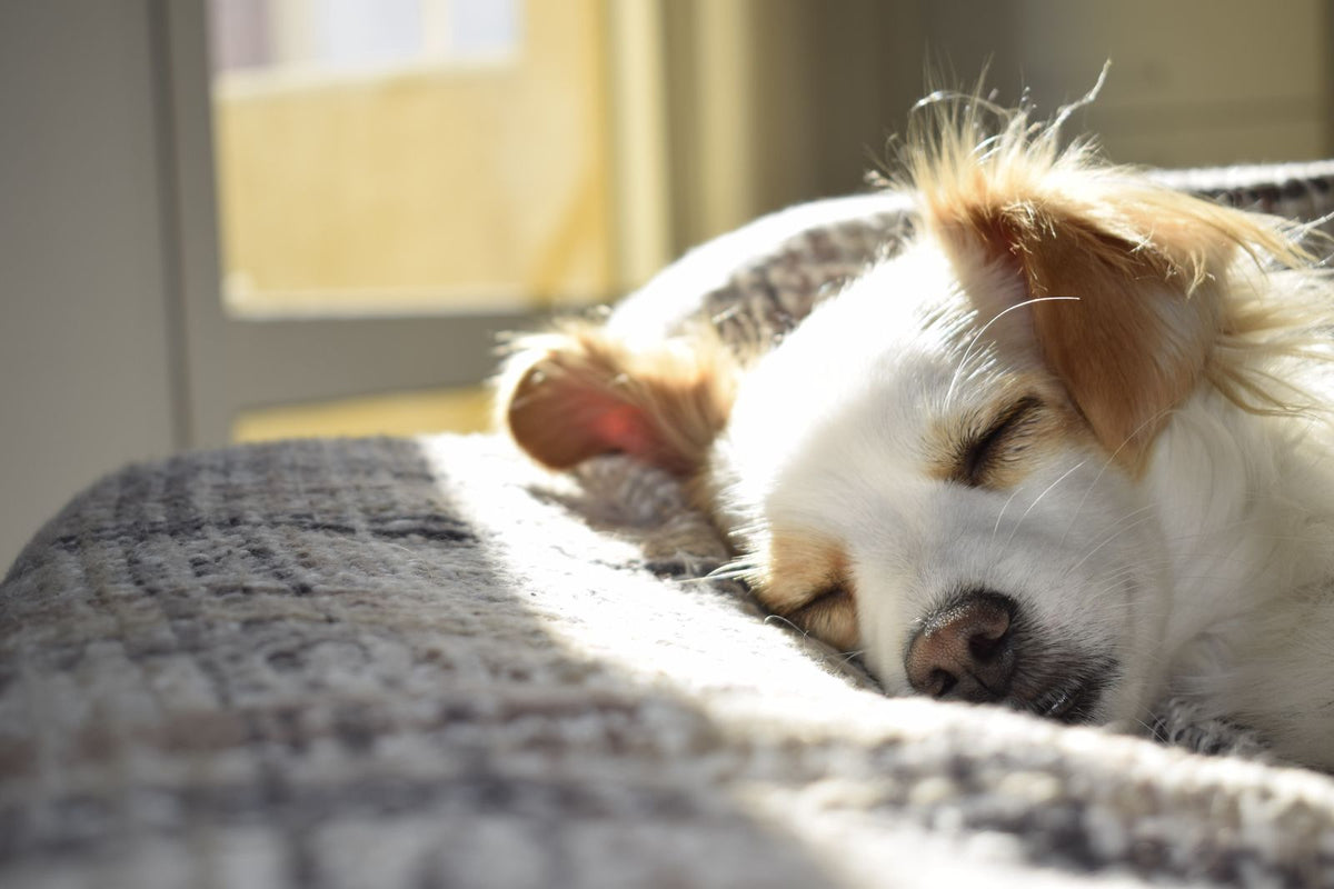 Dog resting calmly on a blanket at home, illustrating comfort care for pets living with lymphoma
