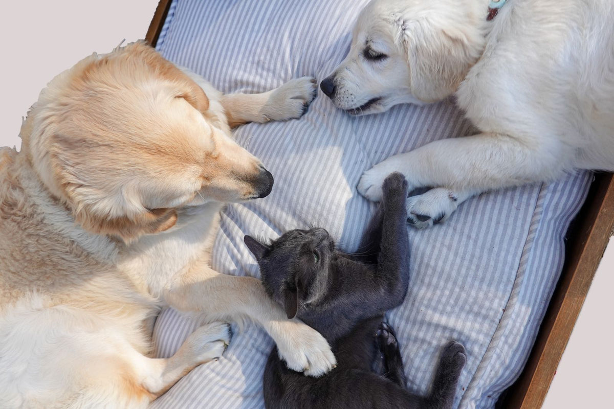 Two dogs and a grey cat lying together on a cushion indoors.