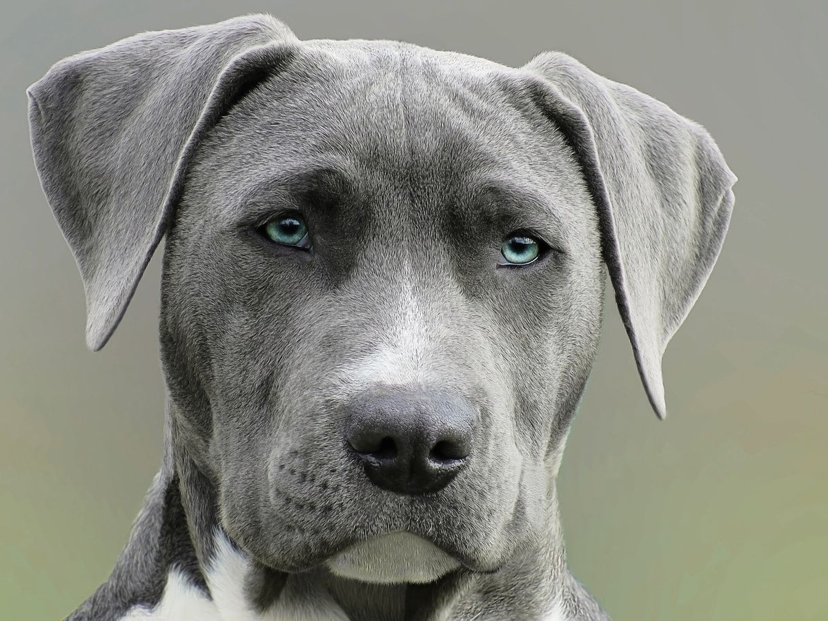 Calm Great Dane dog looking at the camera with a gentle expression
