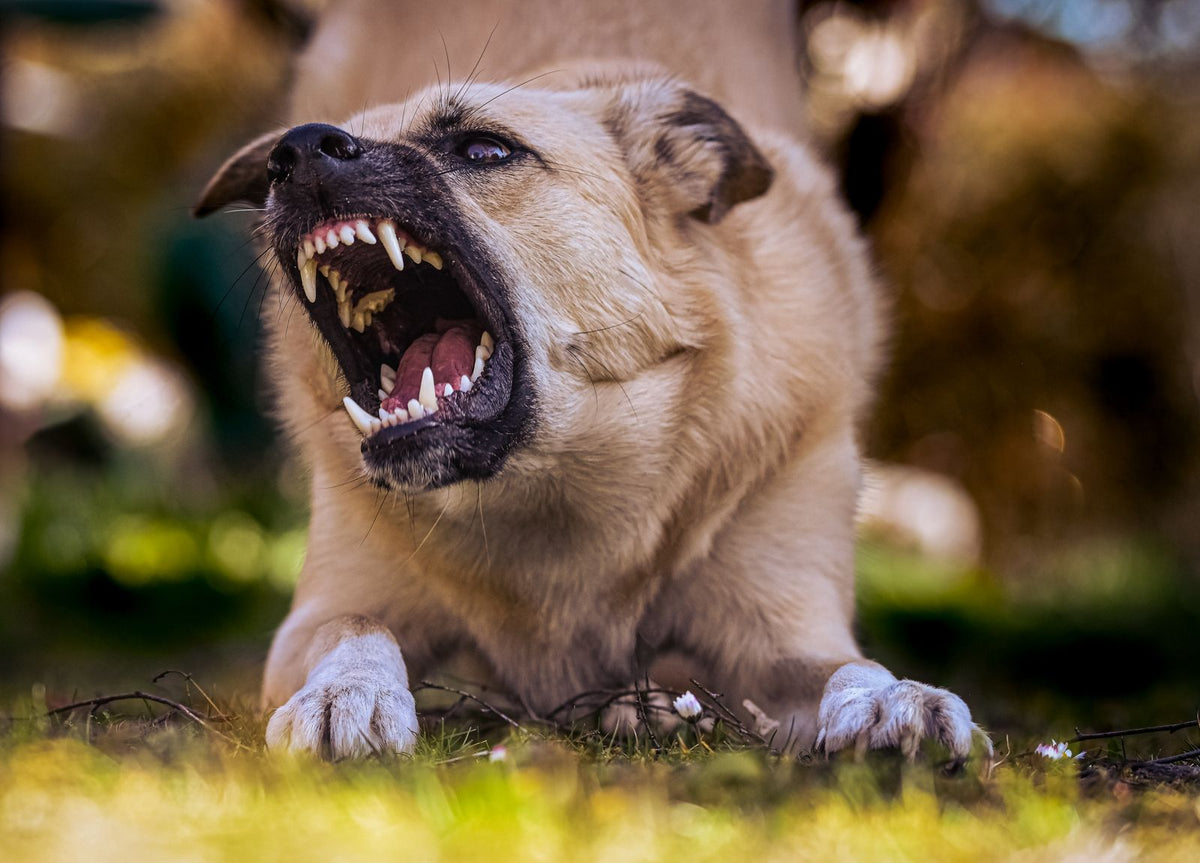 A tan dog lying on grass and baring its teeth in a warning snarl