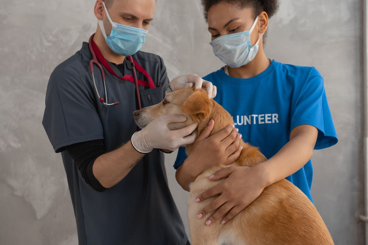 Veterinarian and assistant gently holding and examining a young tan dog in a clinic