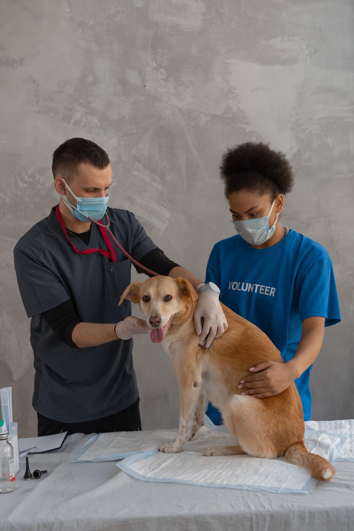 A veterinarian and an assistant gently examine a dog during a check-up in a veterinary clinic