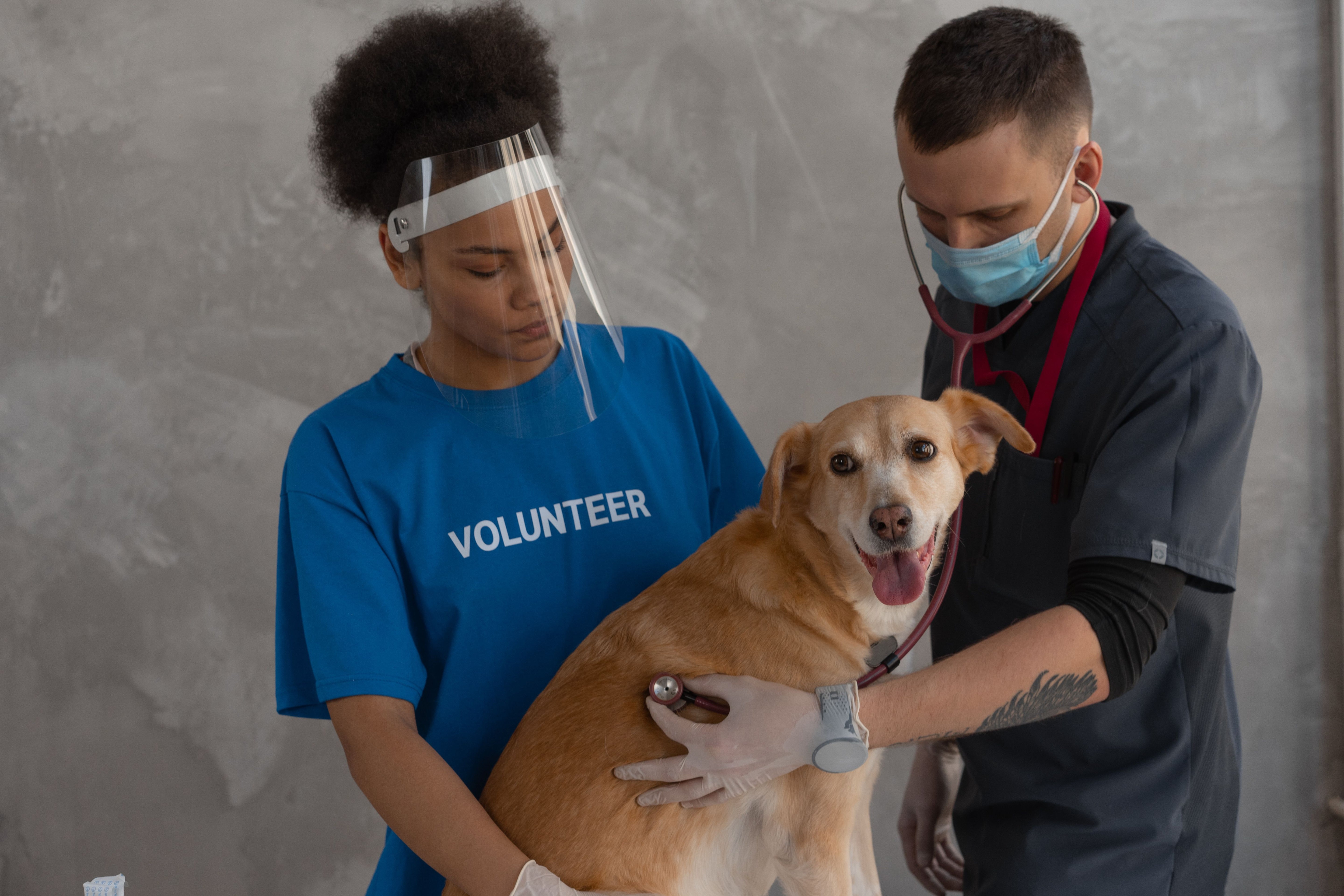 Veterinarian gently checking a dog during a wellness examination