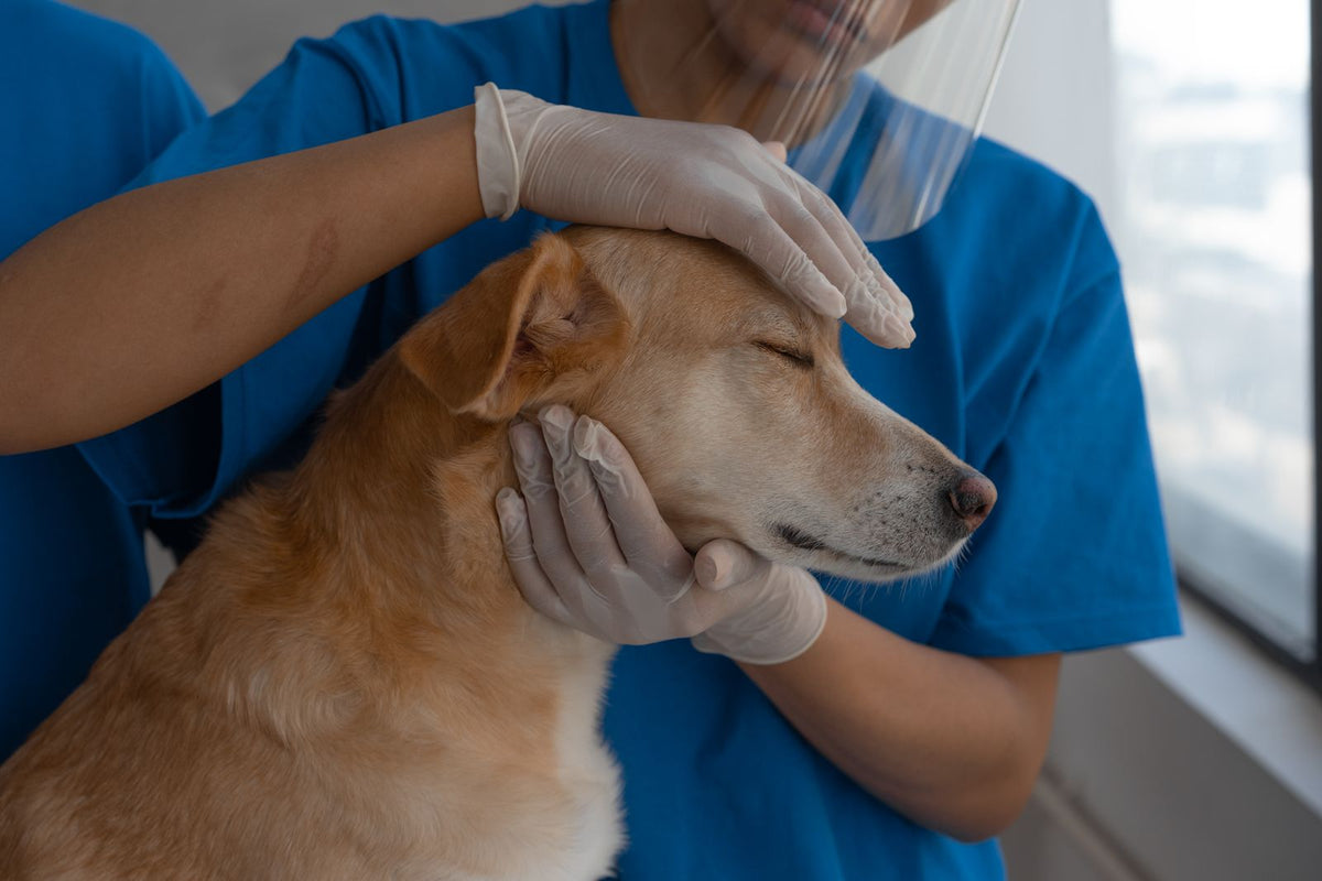 A veterinarian gently examining the head and jaw of a golden dog