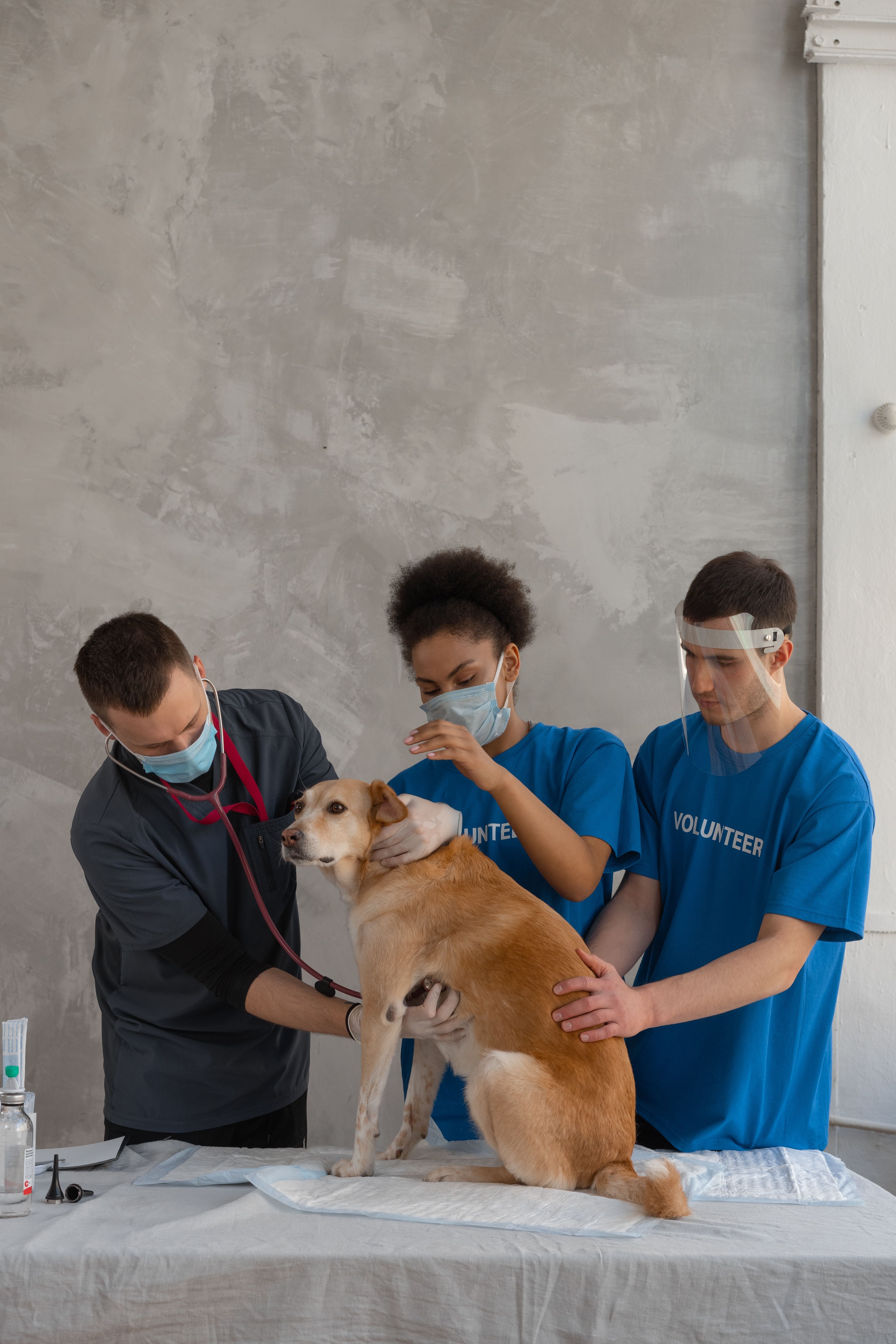 Veterinarian performing a medical examination on a large dog at a clinic