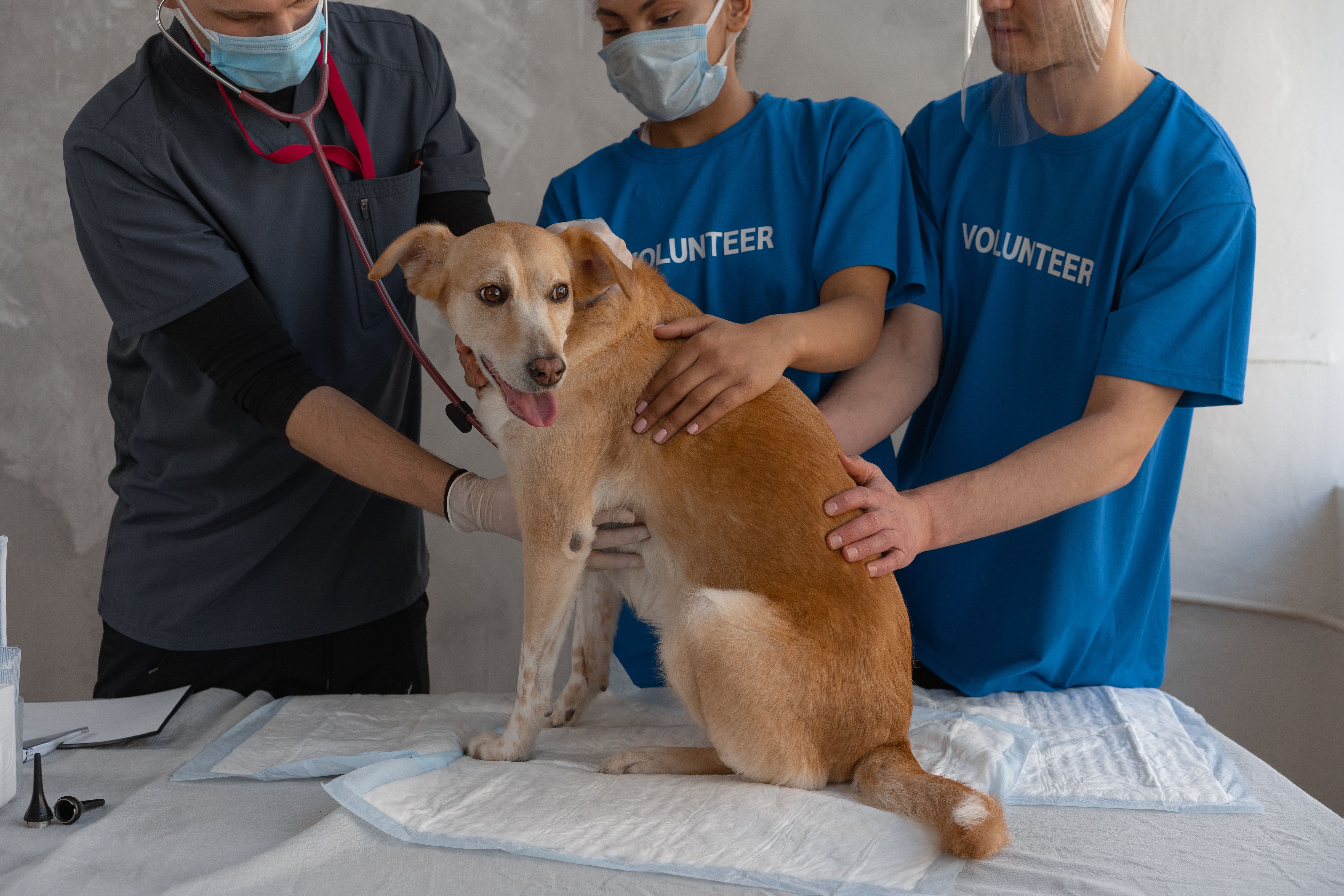 Veterinarian examining a dog during a health check-up at a clinic