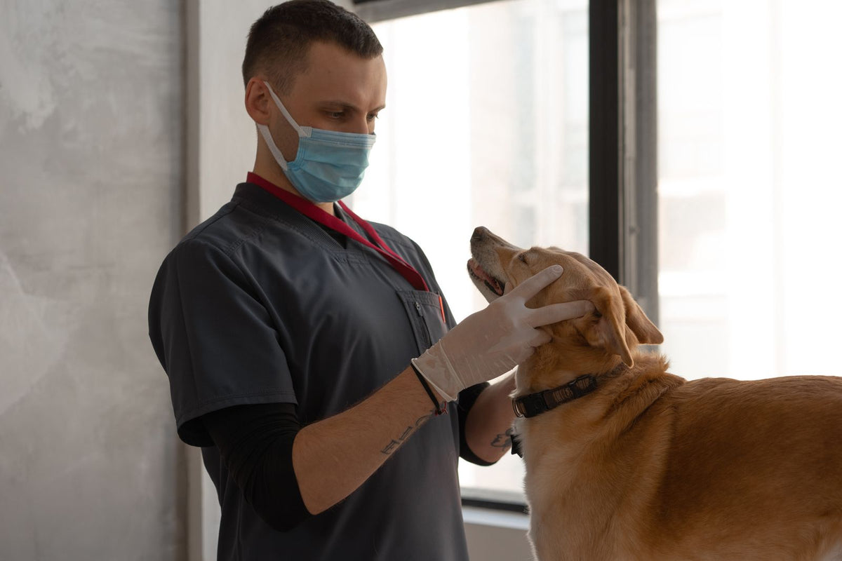 A veterinarian in a mask examining a golden dog at the clinic