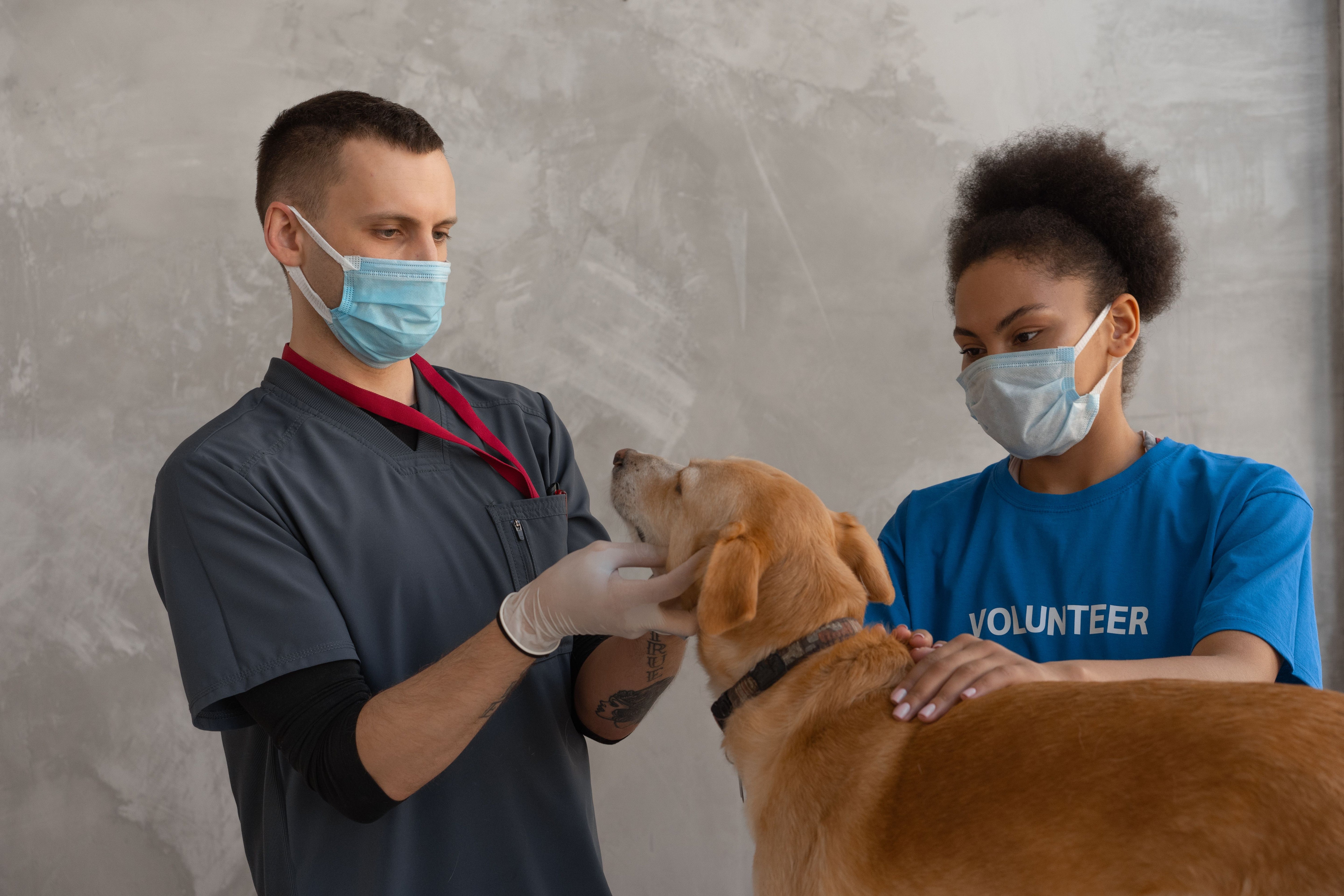 A dog having a calm checkup at the veterinary clinic