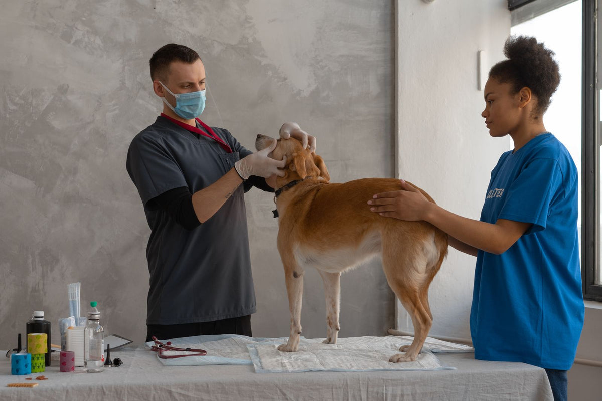 Two veterinary team members examining a tan dog standing on an exam table