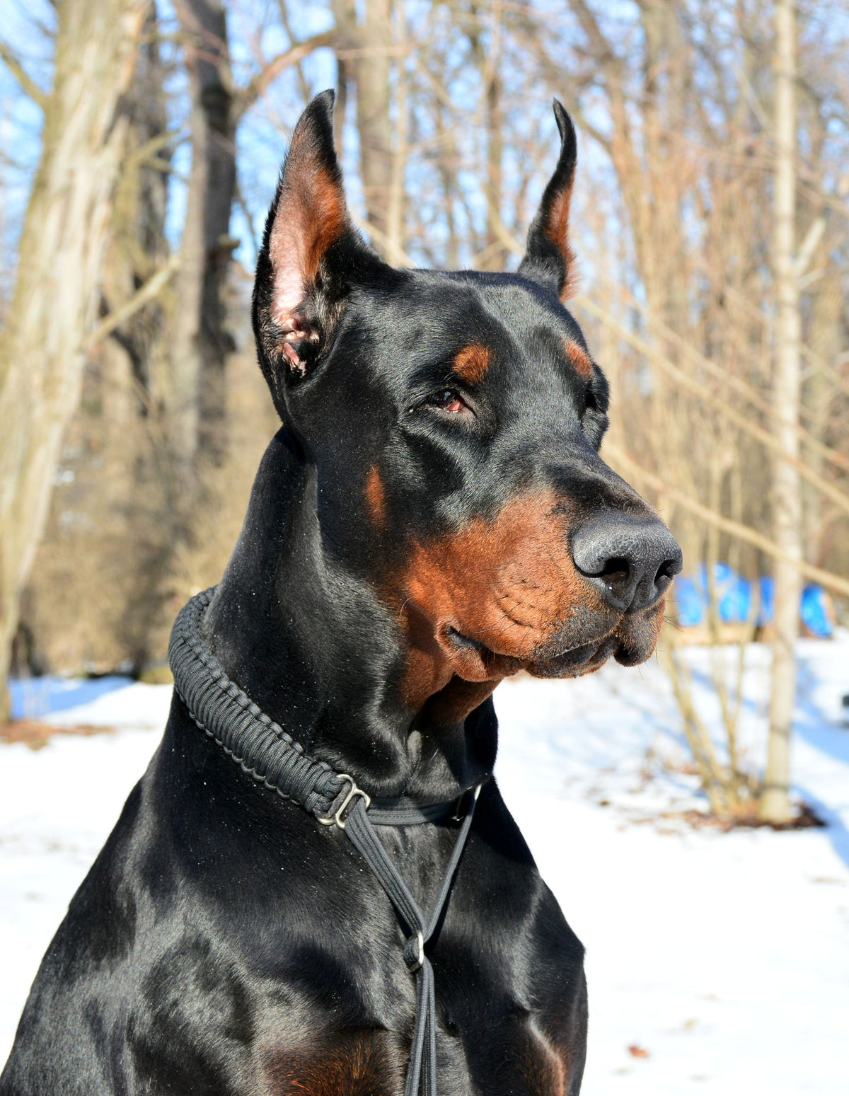 A black and tan Doberman Pinscher sitting outdoors in the snow