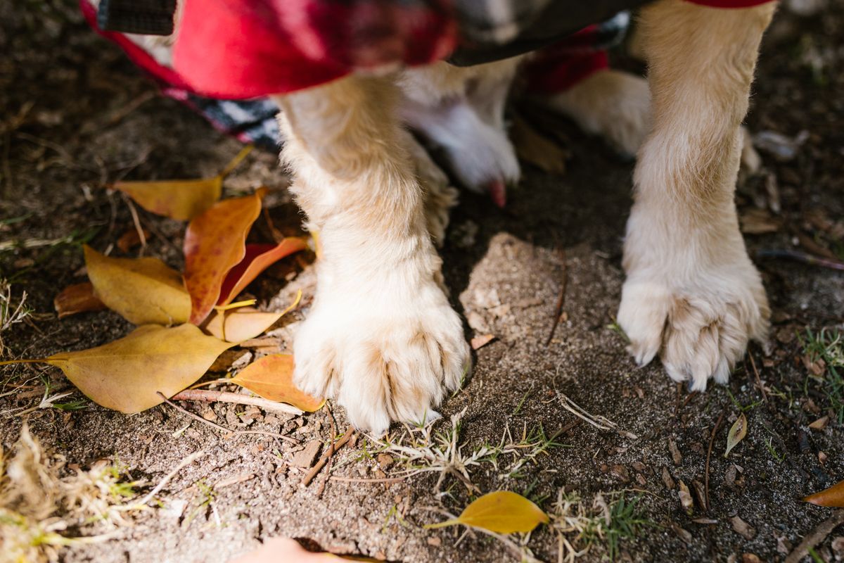 Close-up of a dog's paws and pads, illustrating year-round paw care for dogs and cats