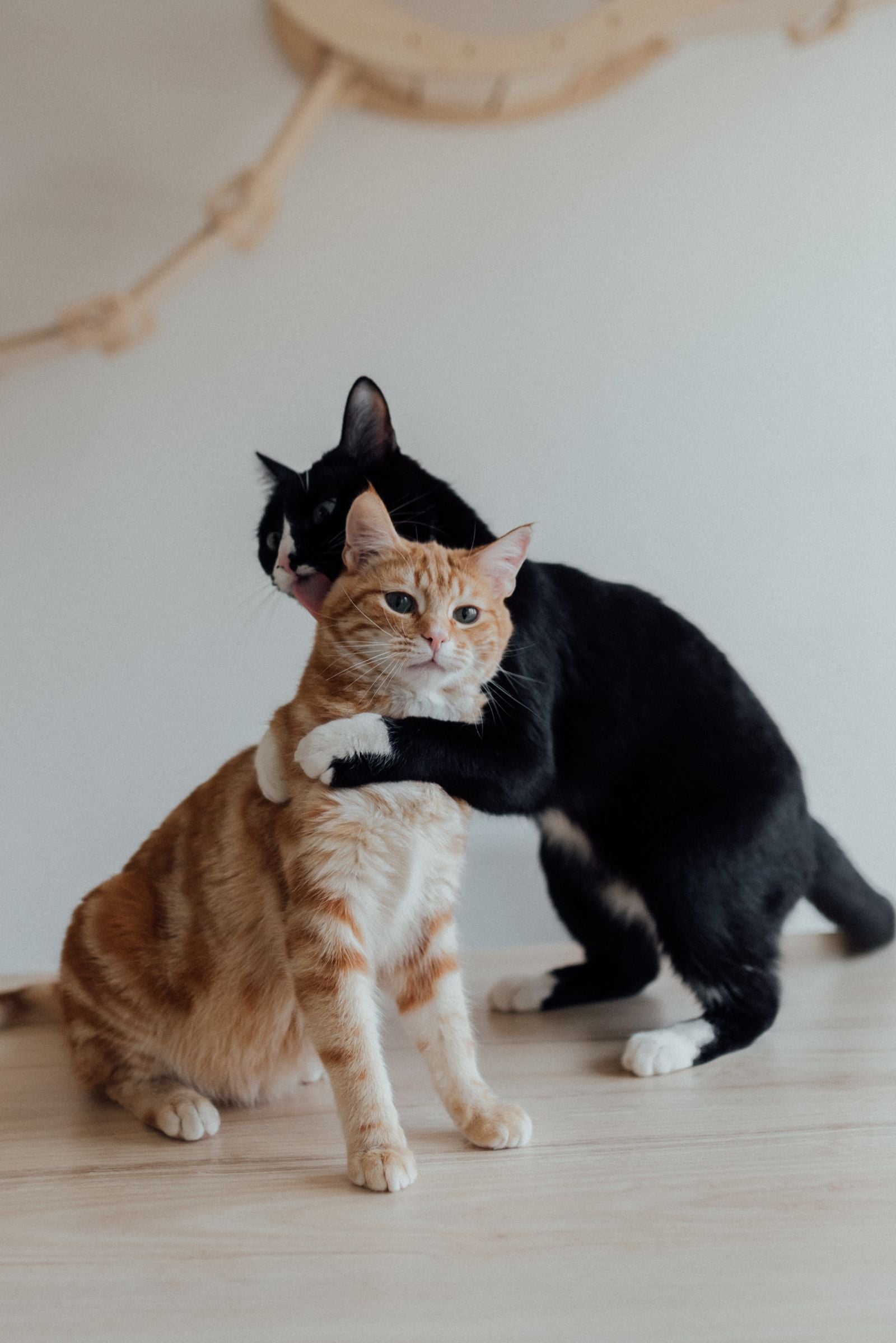 Two cats close together, illustrating how skin infections can spread in multi-pet homes