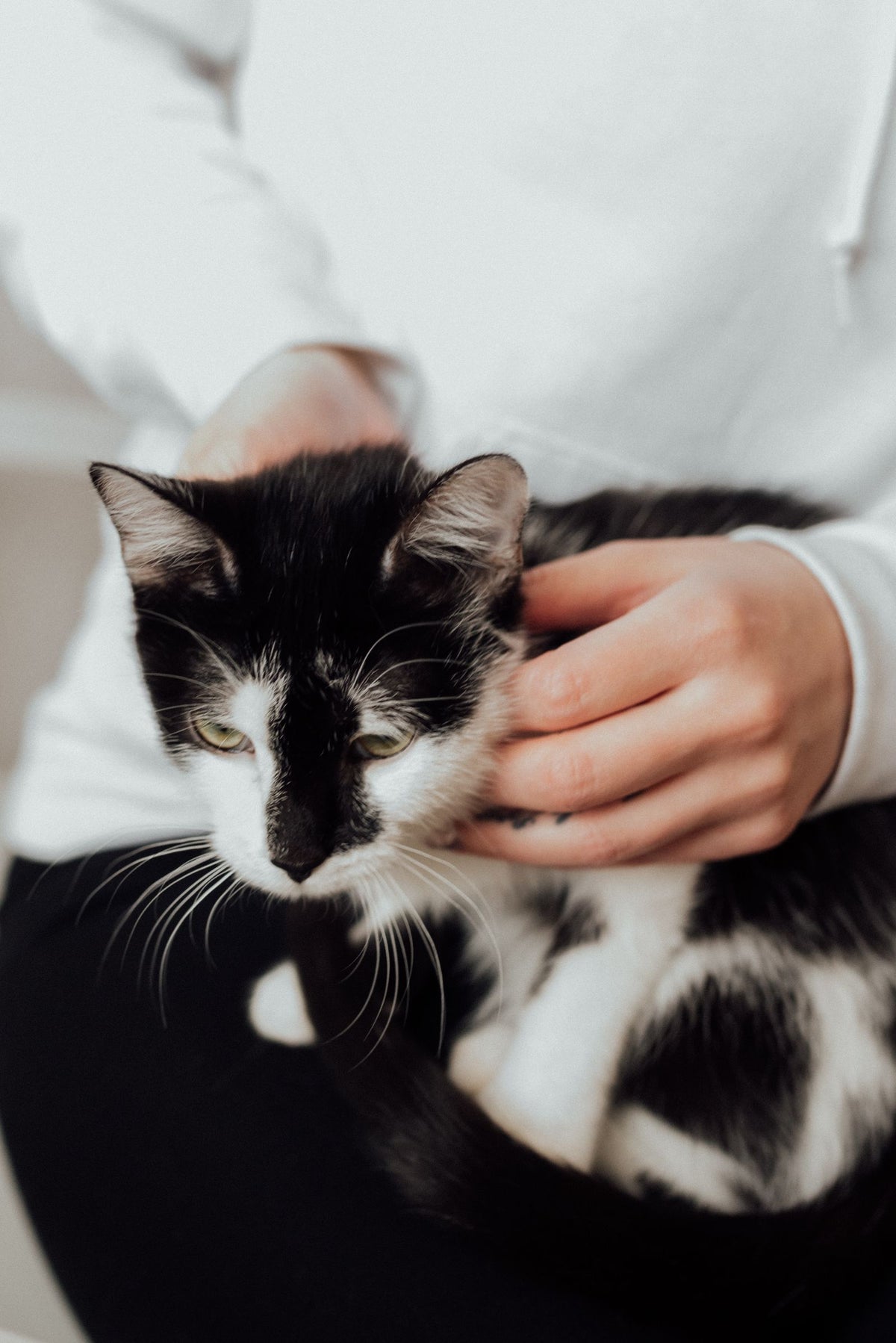 Black and white cat being gently stroked on the head by its owner