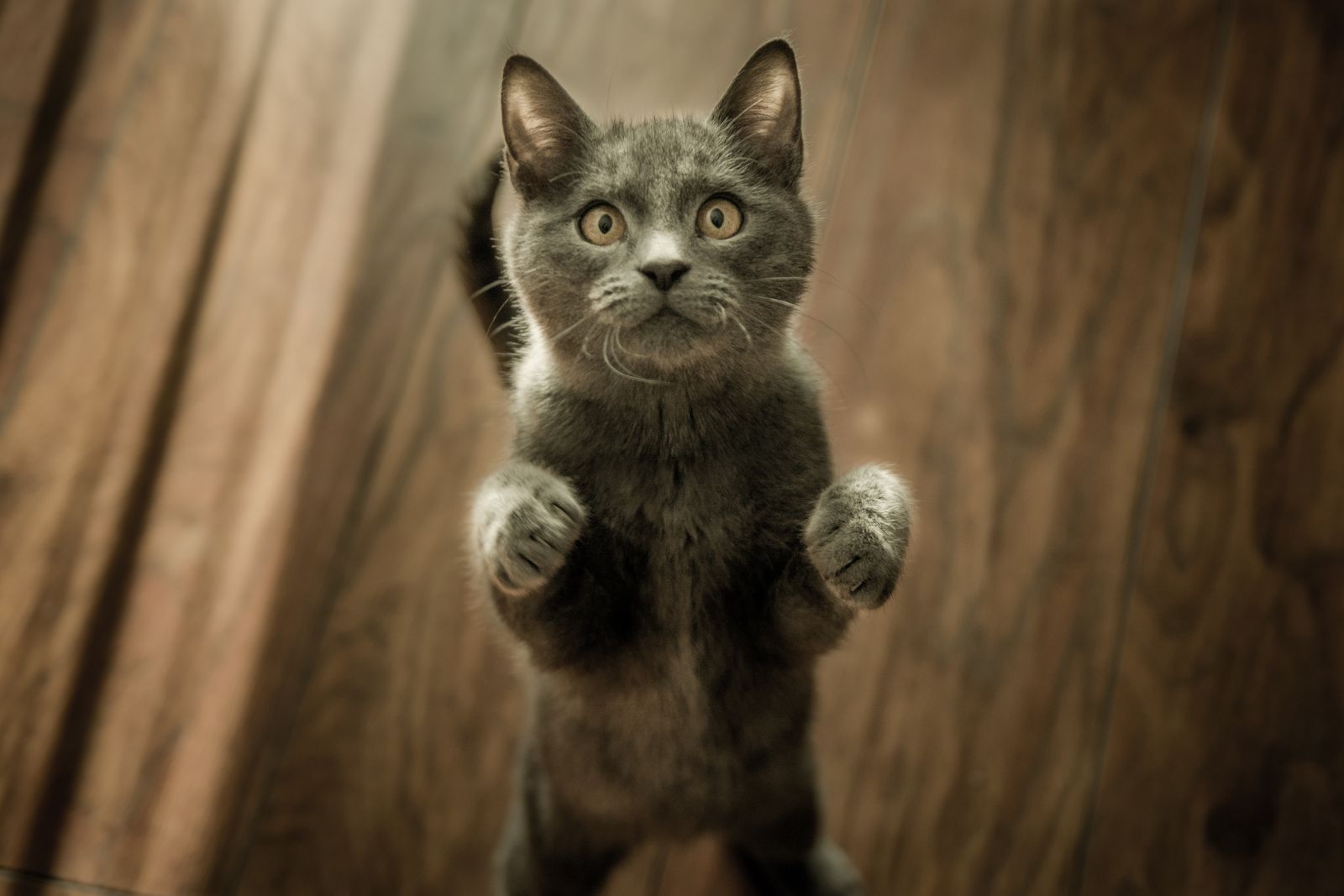 Playful young kitten standing on hind legs ready to pounce during play